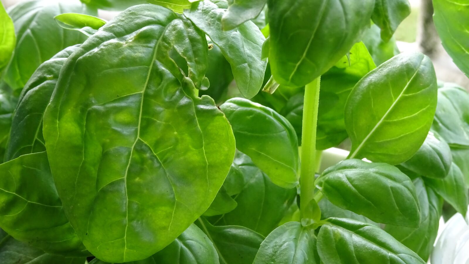 Sony DSC-HX60 sample photo. Basil, green, plant photography