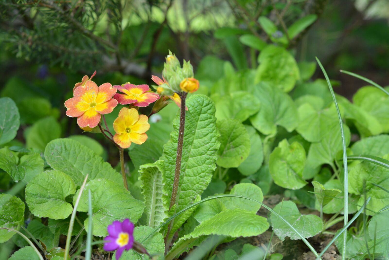 Nikon D5200 sample photo. Primula, spring, blooming photography