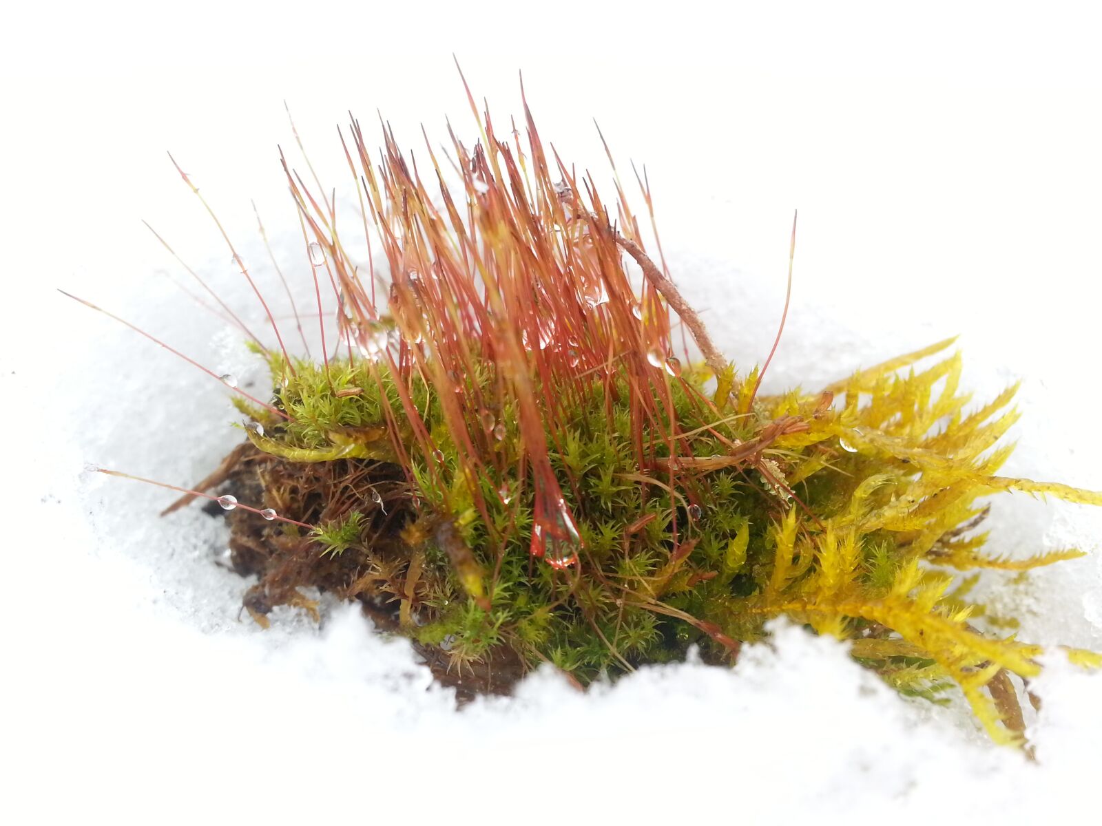 Samsung Galaxy S3 sample photo. Moss, snow, fish photography