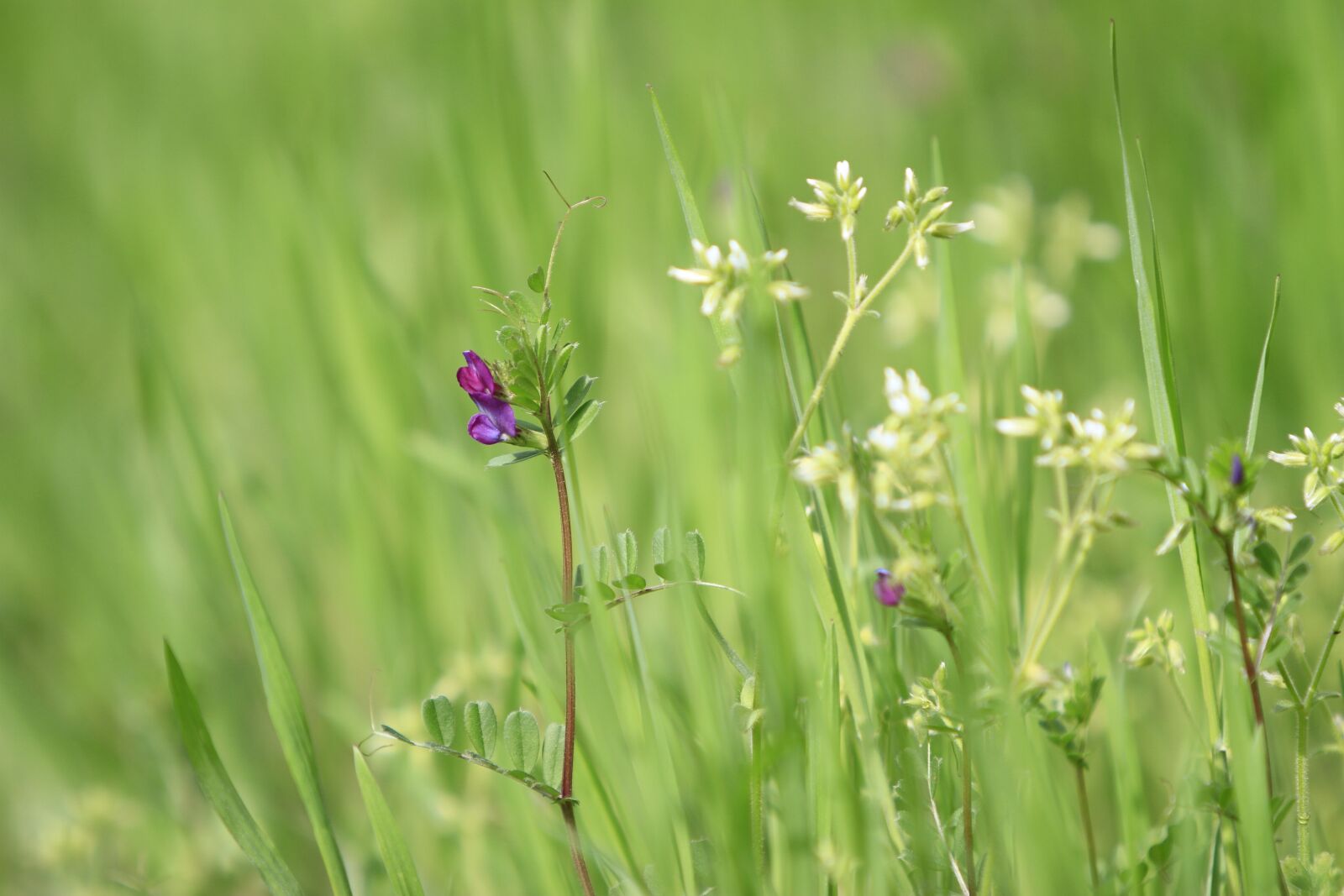 Canon EOS 7D sample photo. Pohang, everywhere park, grass photography
