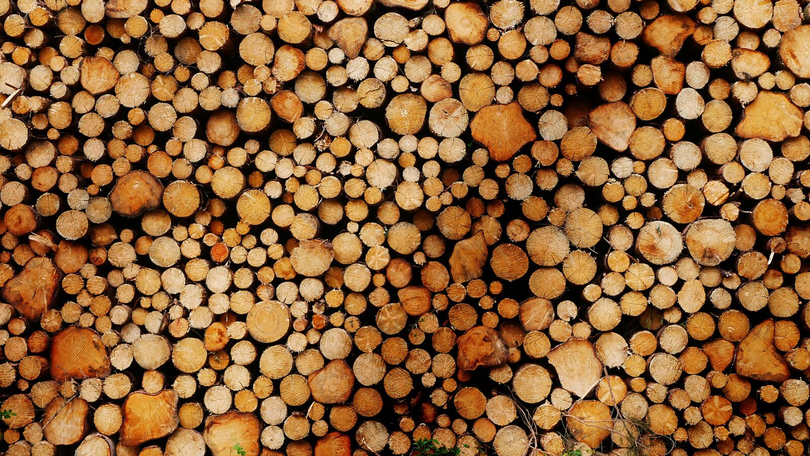 Panasonic Lumix DMC-GX85 (Lumix DMC-GX80 / Lumix DMC-GX7 Mark II) sample photo. Wood, cultivation, environment photography