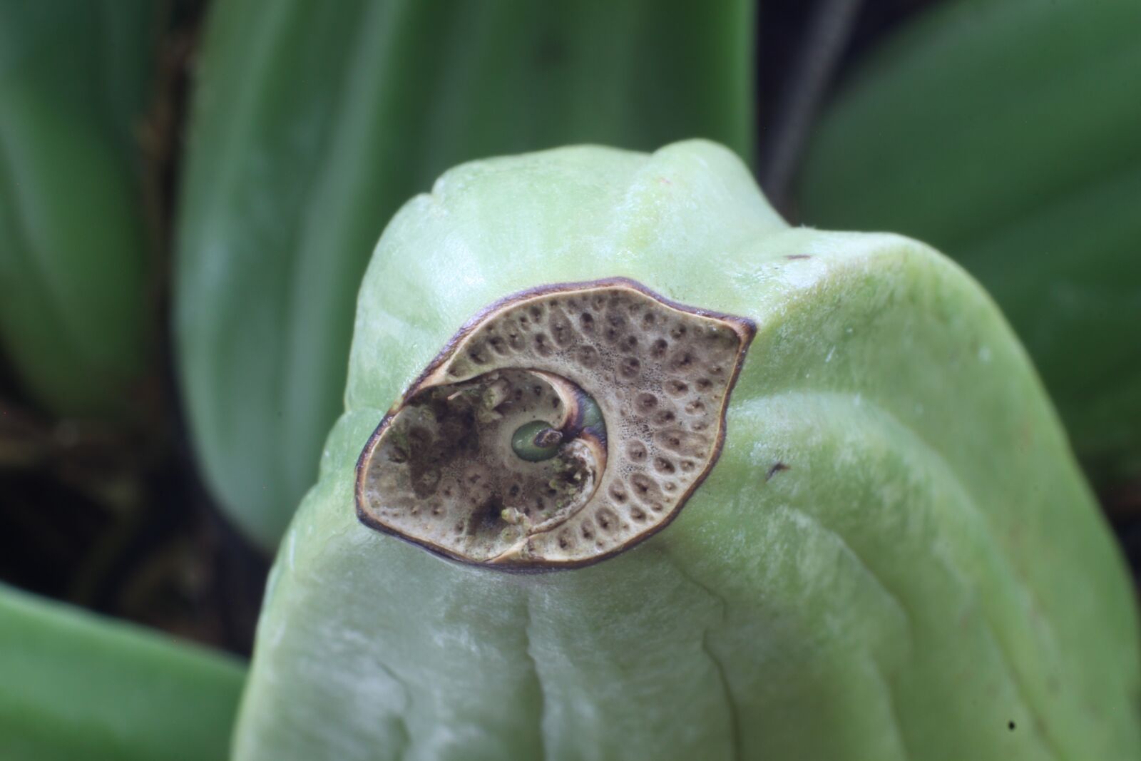 Canon EOS 50D sample photo. Macro, fruit, plant photography