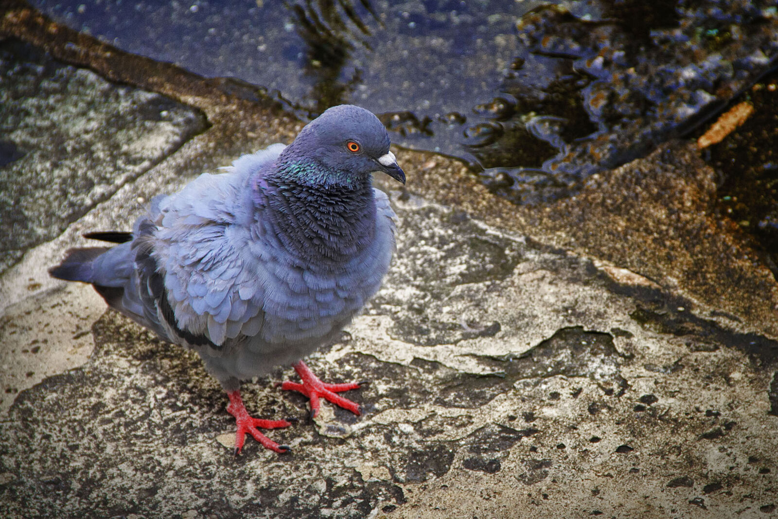 Canon EOS 7D sample photo. Animal, bird, birds, pigeon photography