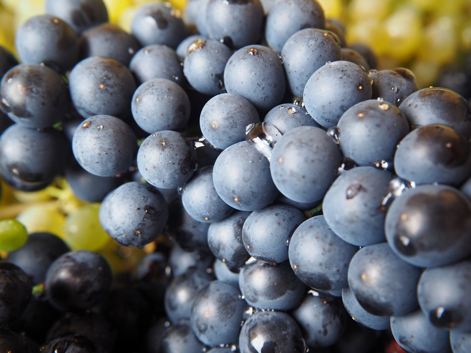 Olympus OM-D E-M10 sample photo. Grapes, red grapes, green photography