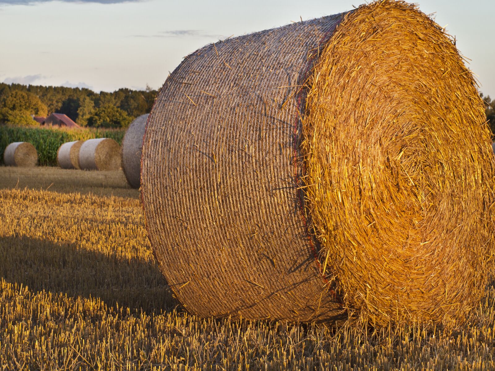 Olympus E-420 (EVOLT E-420) sample photo. Straw, field, harvest photography