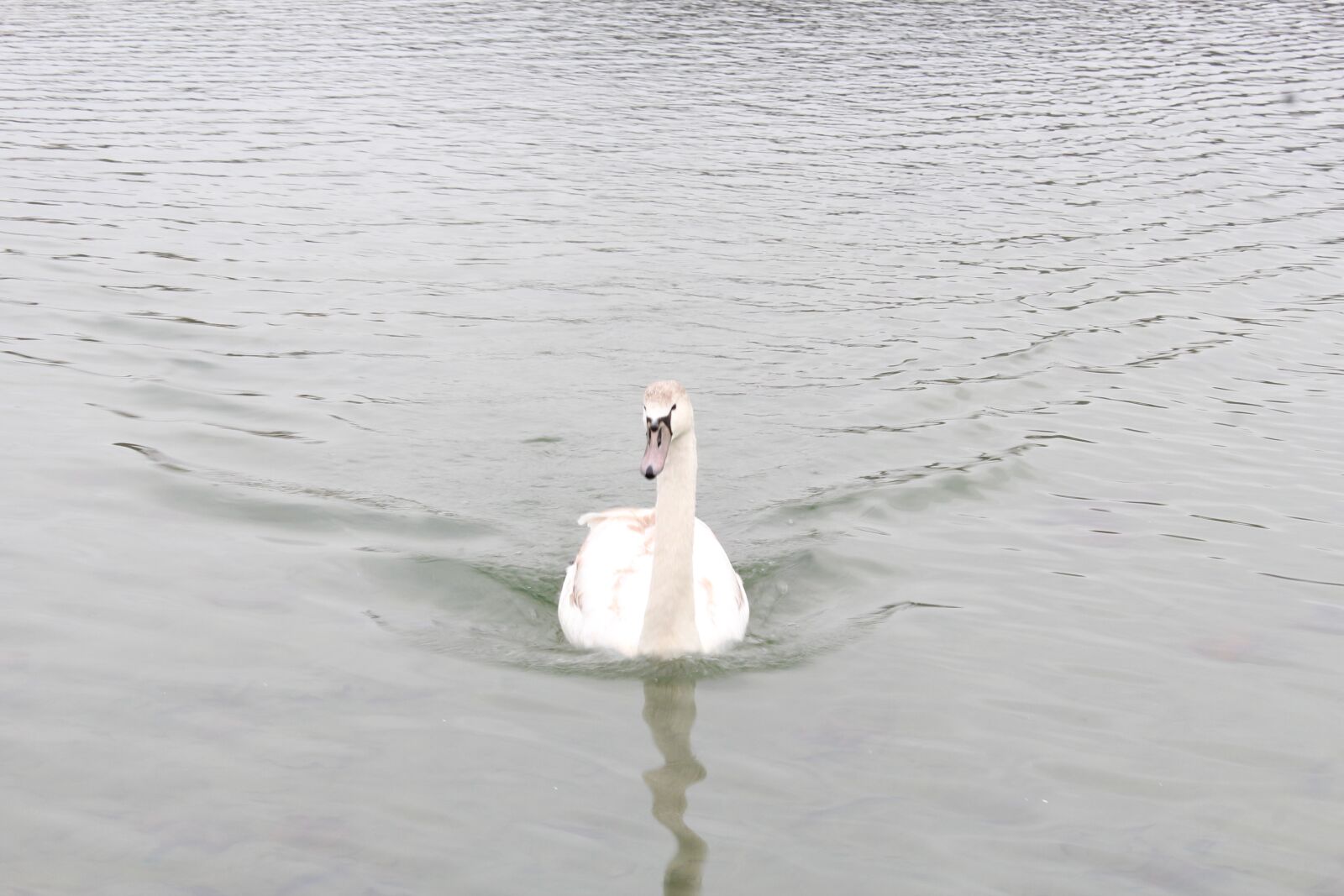 Canon EOS 600D (Rebel EOS T3i / EOS Kiss X5) sample photo. Park, lake, water photography