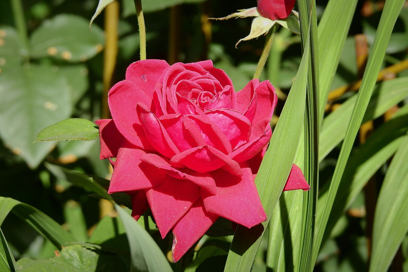 Nikon Coolpix P900 sample photo. Red rose, garden, flowers photography