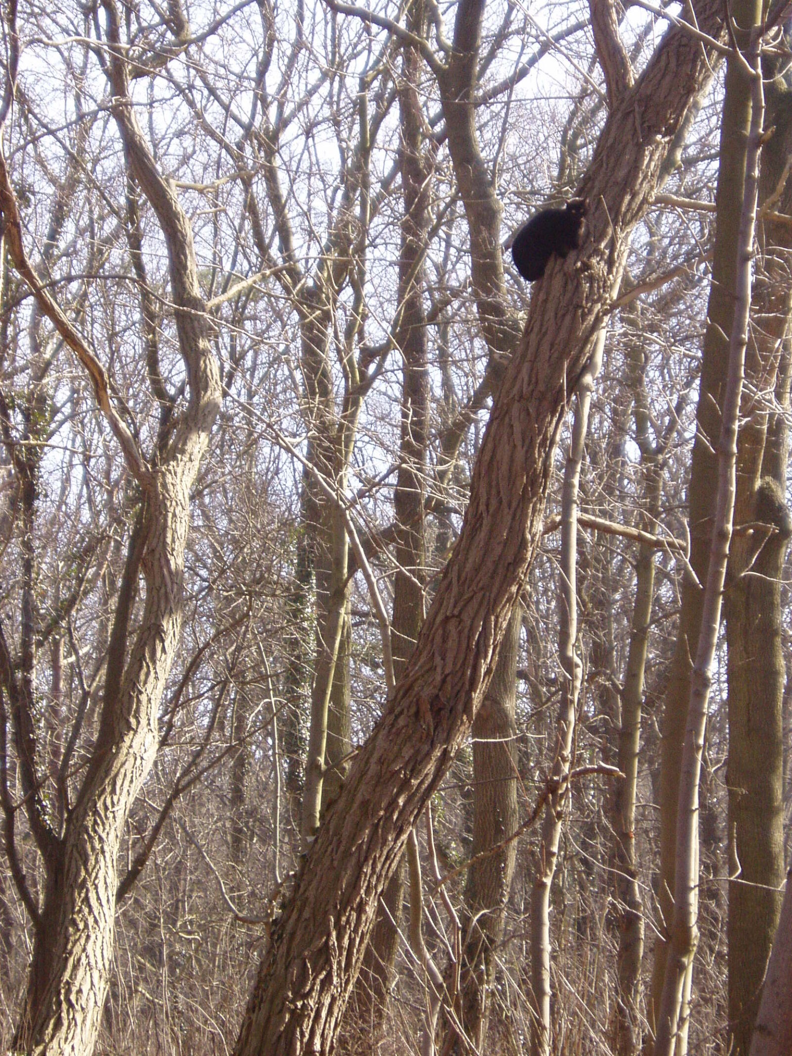 Olympus u10D,S300D,u300D sample photo. Cat, forest, trees, winter photography