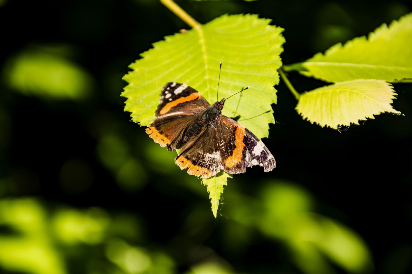Canon EOS 600D (Rebel EOS T3i / EOS Kiss X5) sample photo. Butterfly sitting on a photography