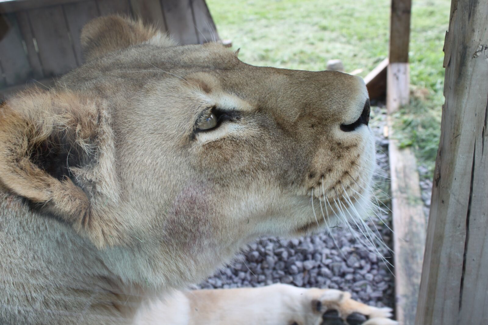 Canon EOS 500D (EOS Rebel T1i / EOS Kiss X3) sample photo. Lioness, safari park, hemmingford photography