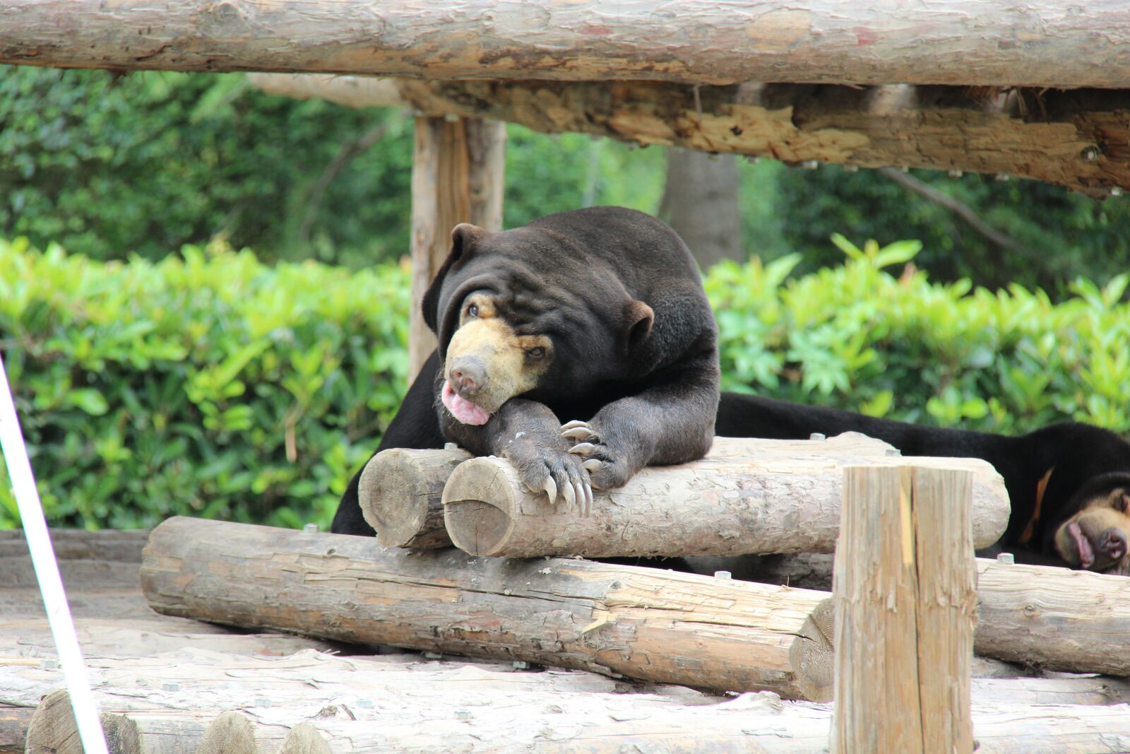 Canon EF-S 18-200mm F3.5-5.6 IS sample photo. Black bear, zoo, summer photography