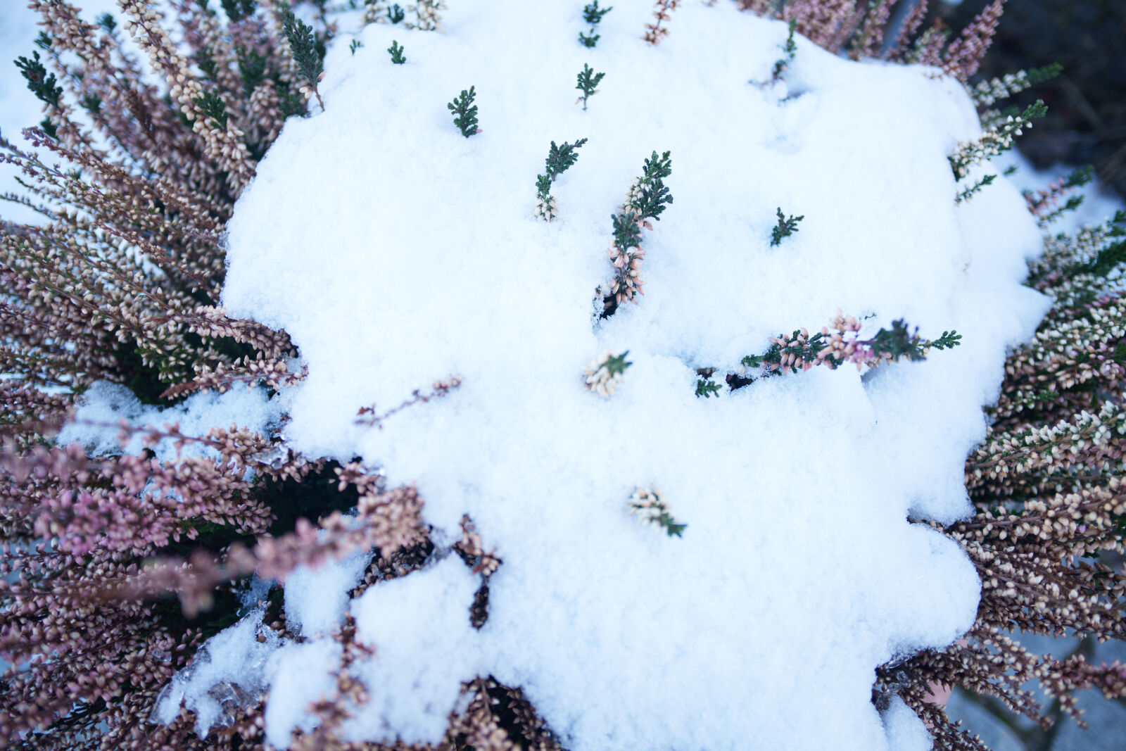 Samyang Remaster Slim 21mm F3.5 sample photo. Snow plants photography
