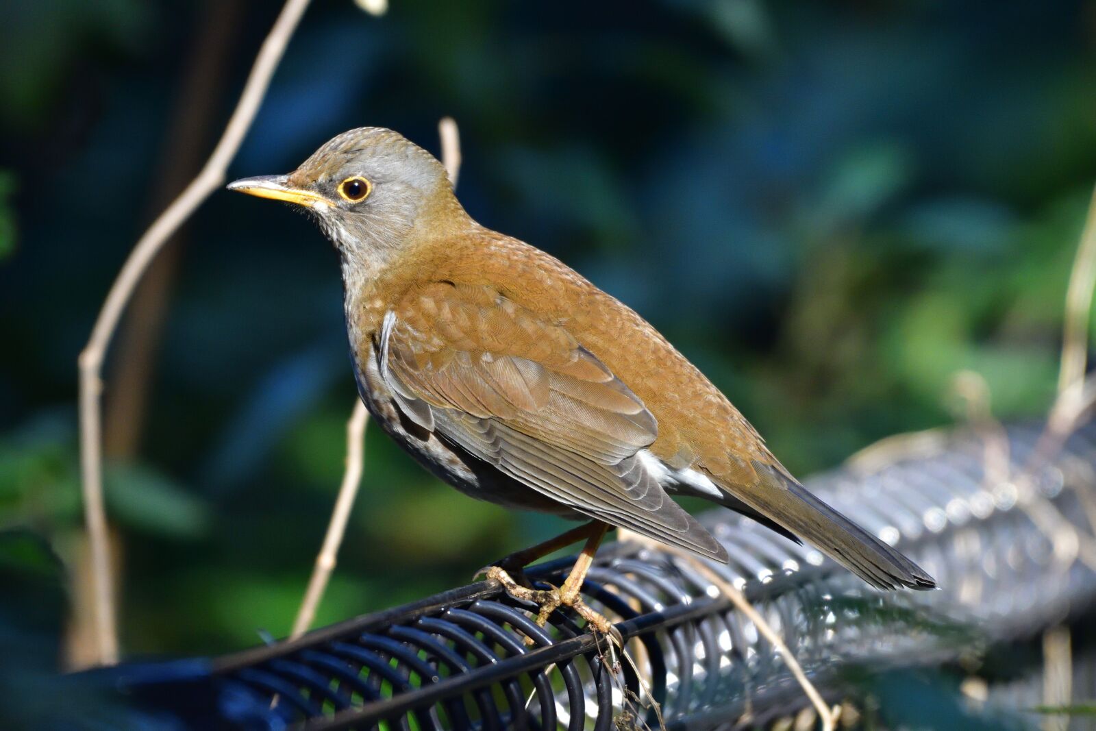 Nikon D500 sample photo. Natural, wild animals, bird photography