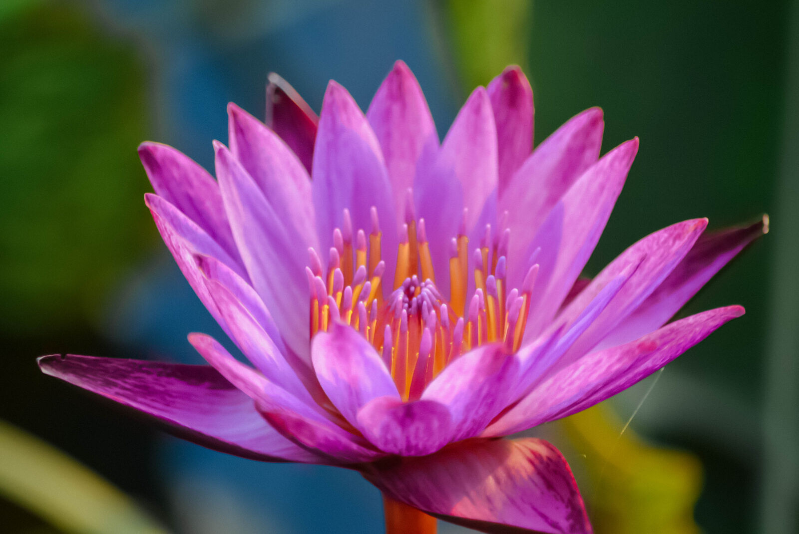 Nikon D5200 sample photo