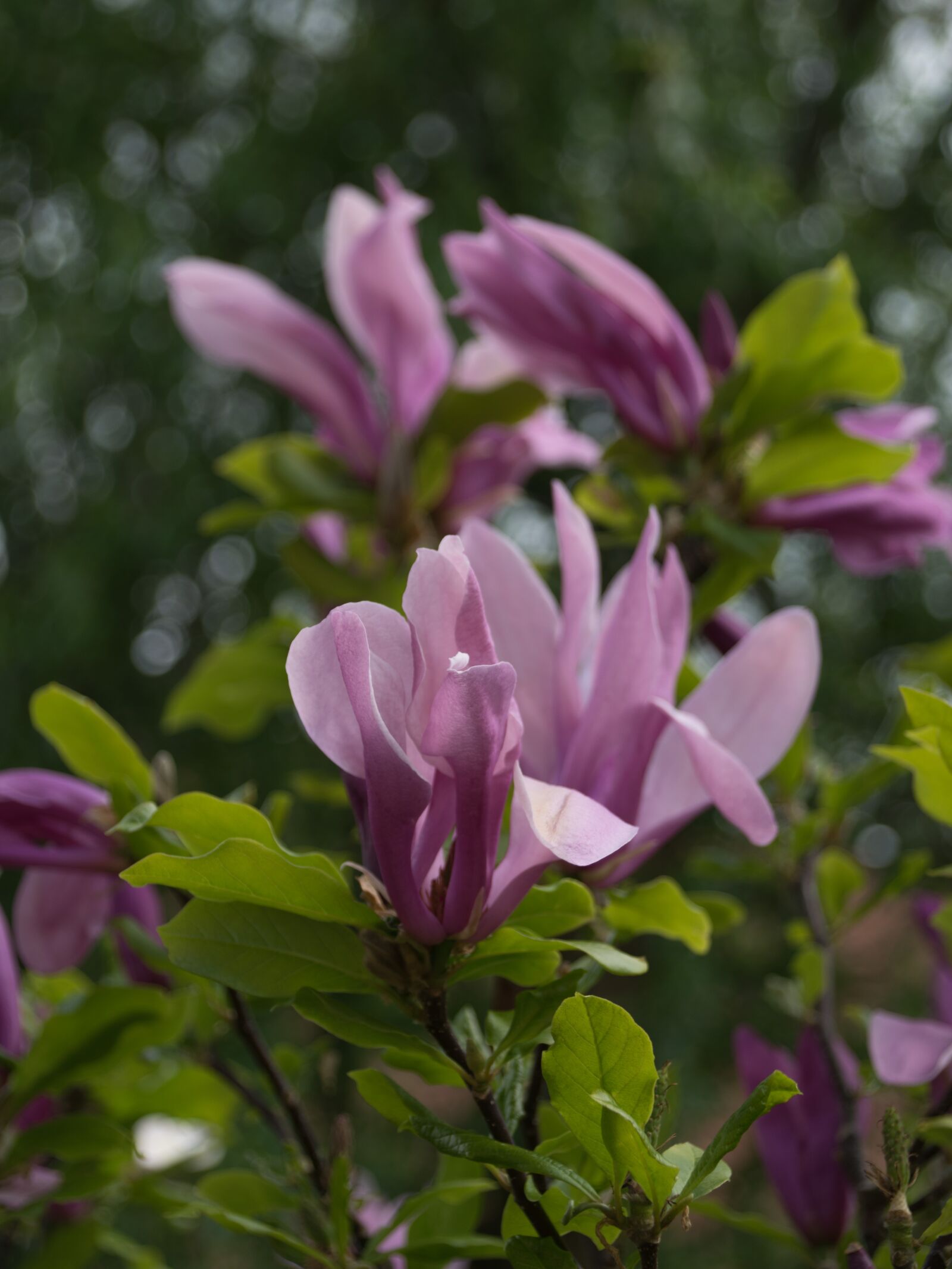 Nikon D5300 sample photo. Magnolia, flowers, spring photography