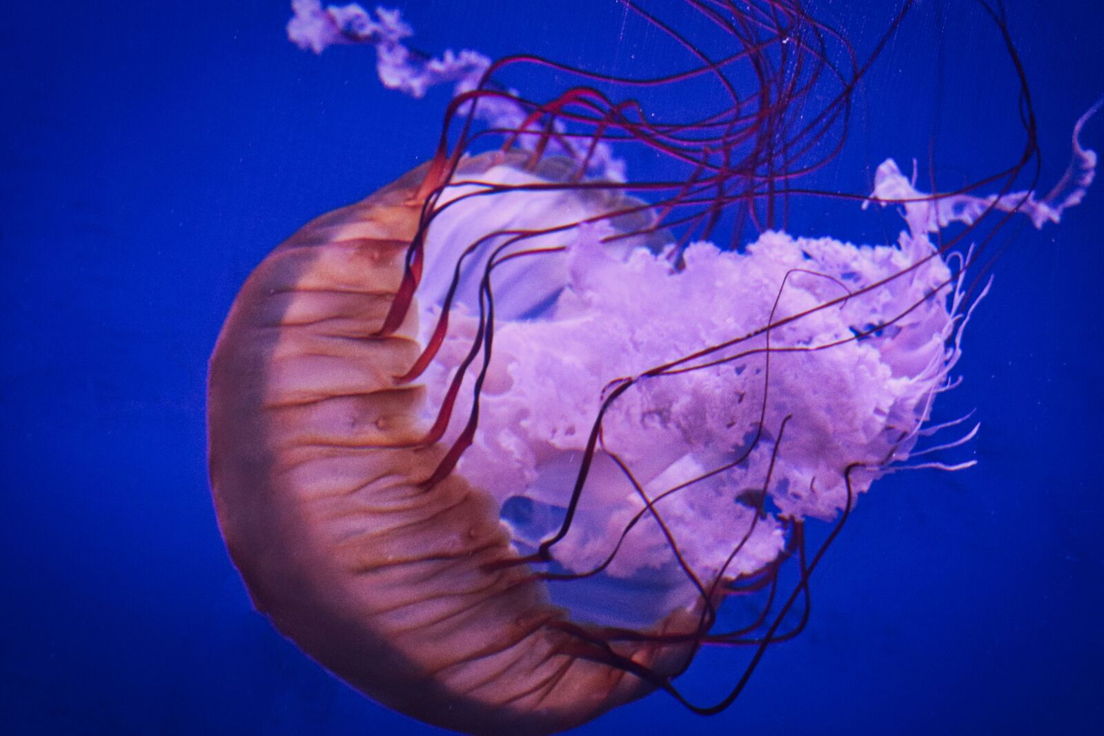 Canon EF-S 18-135mm F3.5-5.6 IS USM sample photo. Underwater, jellyfish, waters photography