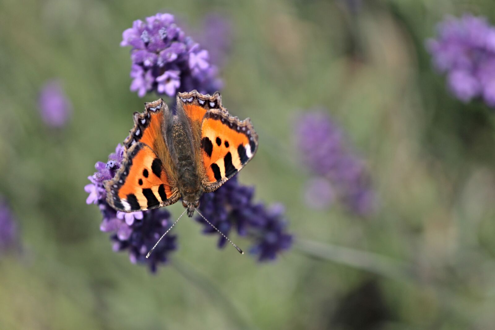 Canon EOS 1100D (EOS Rebel T3 / EOS Kiss X50) sample photo. Butterfly, little fox, insect photography