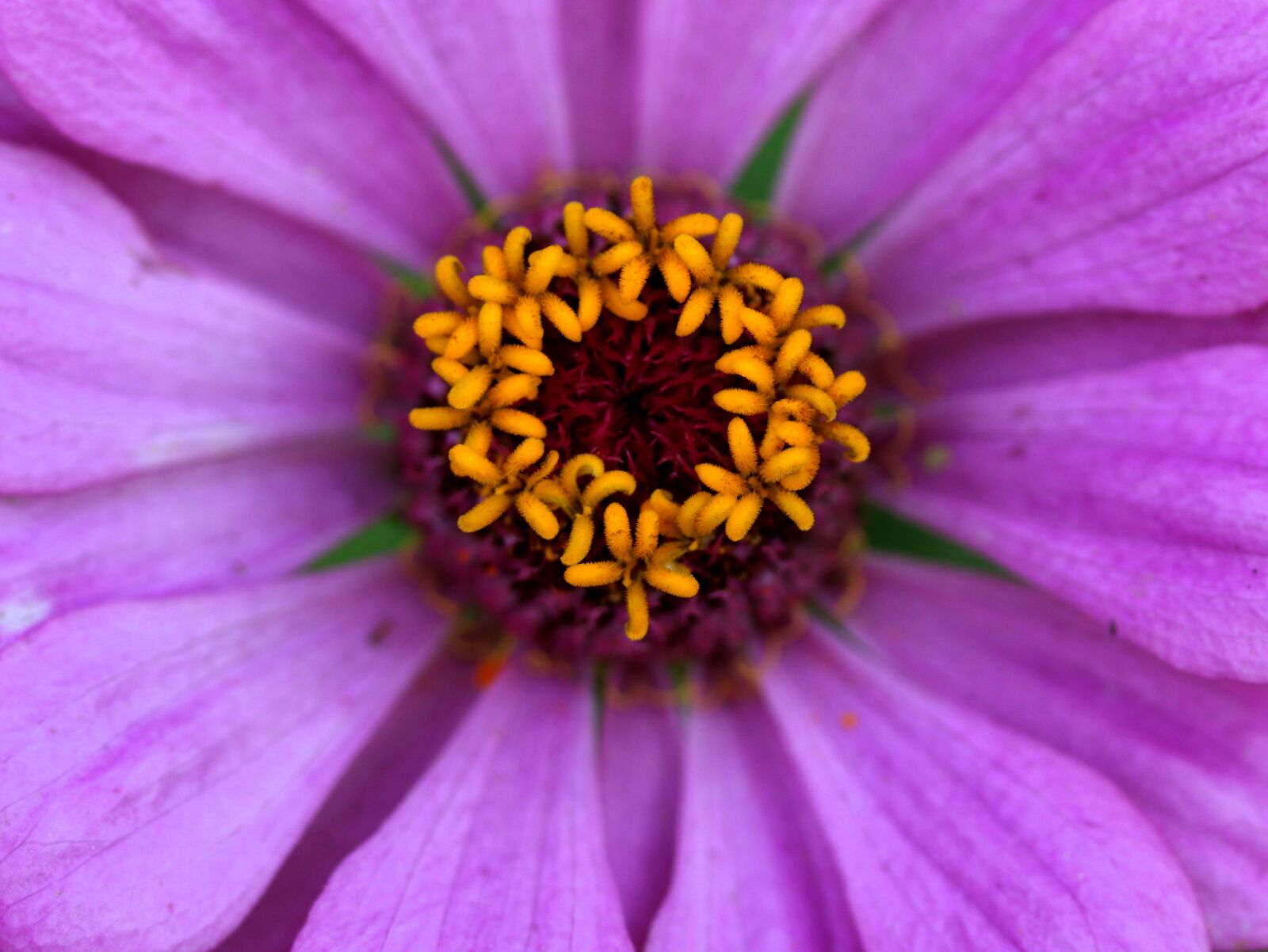 Canon EF-S 60mm F2.8 Macro USM sample photo. Carciumareasa, flower, pink photography