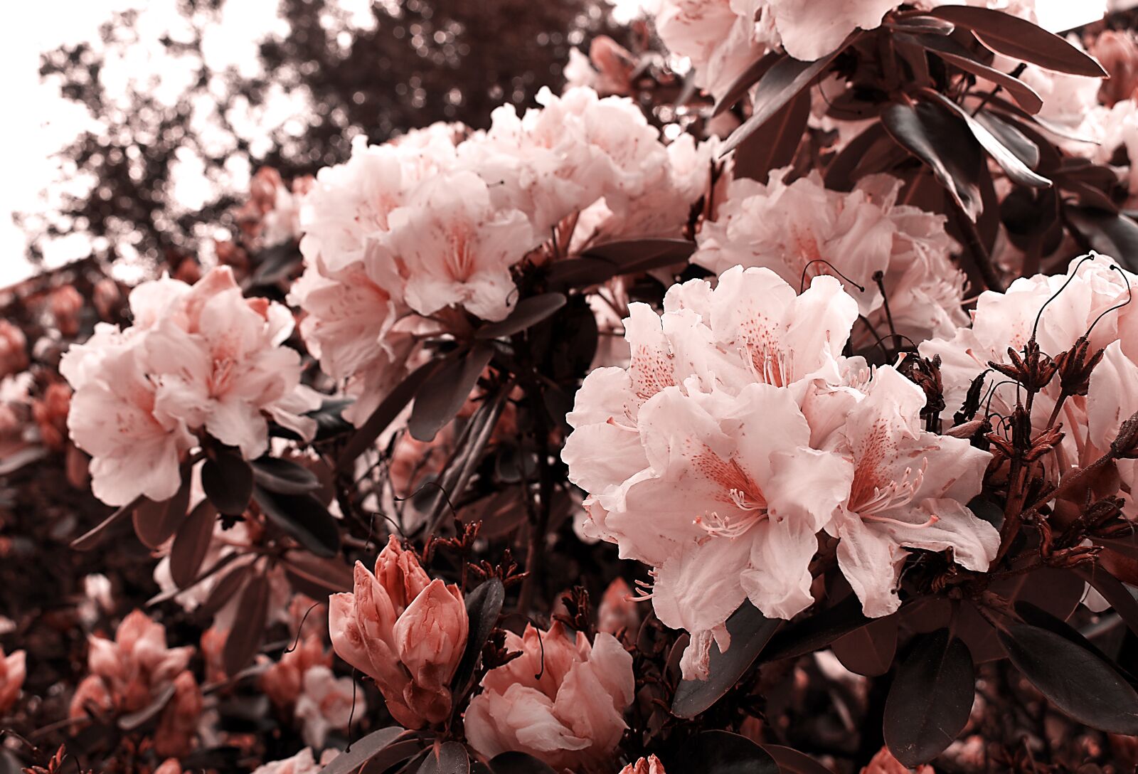 Nikon D3500 sample photo. Flowers, nature, flower photography