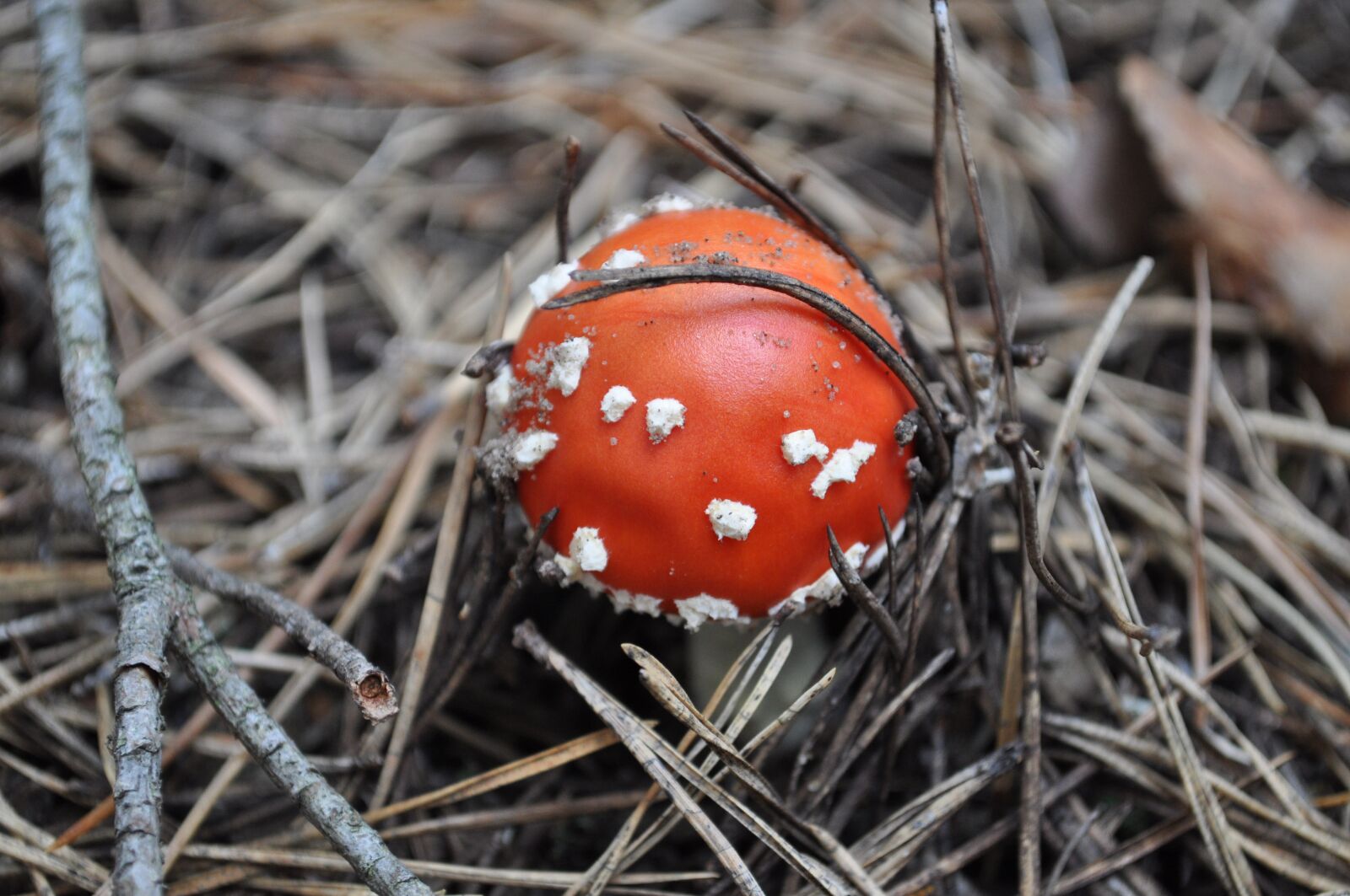 Nikon D5000 sample photo. Mushroom, forest, nature photography