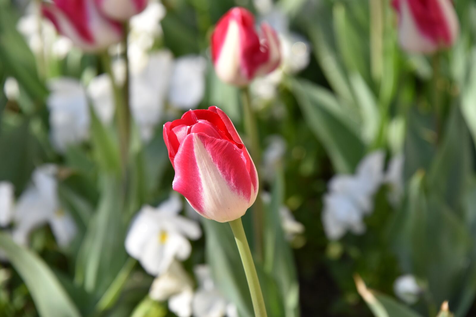 Nikon D750 sample photo. Tulips, flower, flowers photography