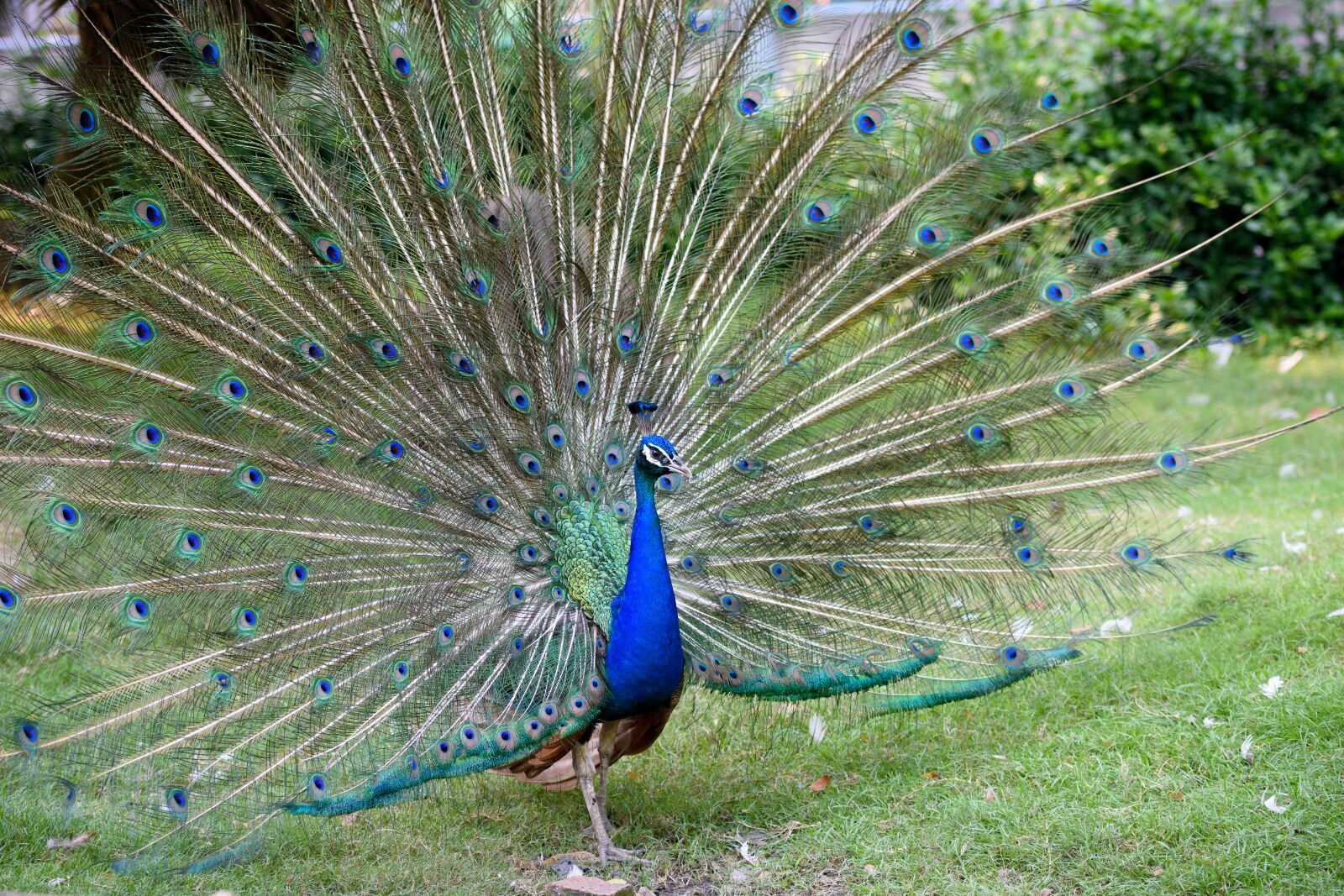 Nikon D3400 sample photo. Peacock, bird, animal photography