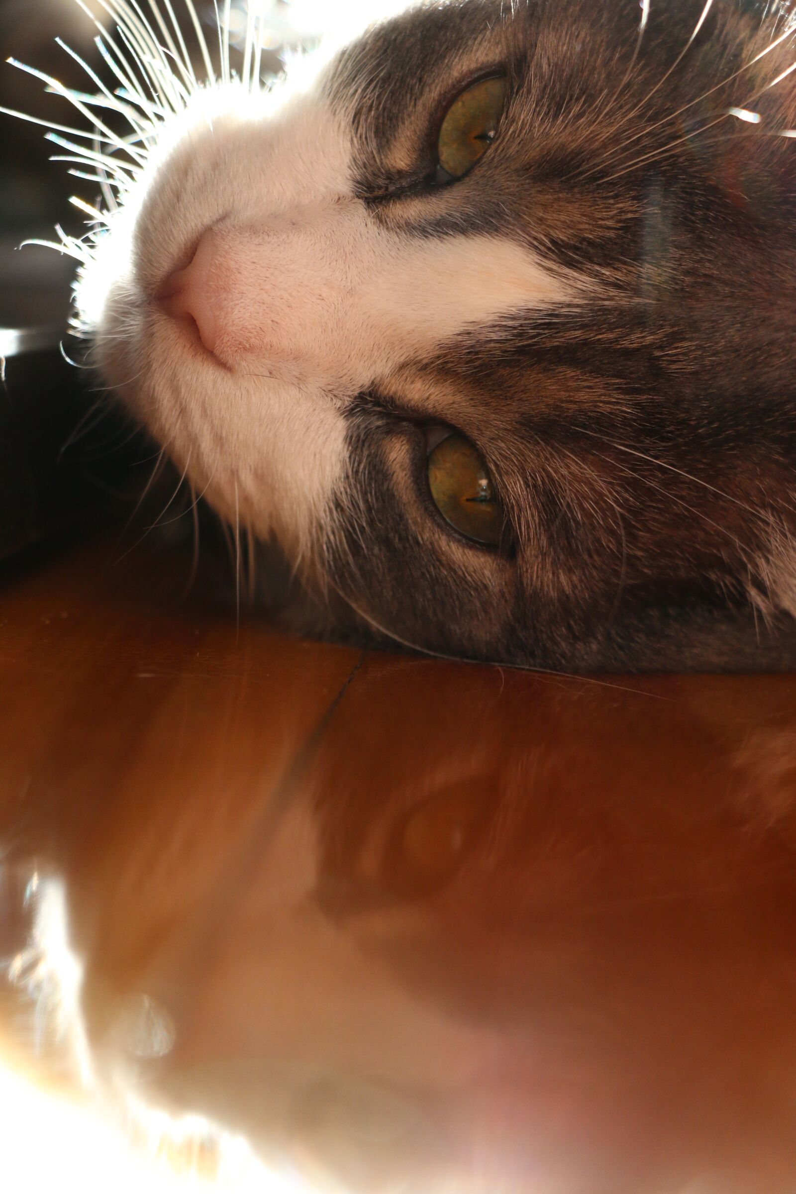 Canon EOS 70D sample photo. Cat, tommy, cute photography