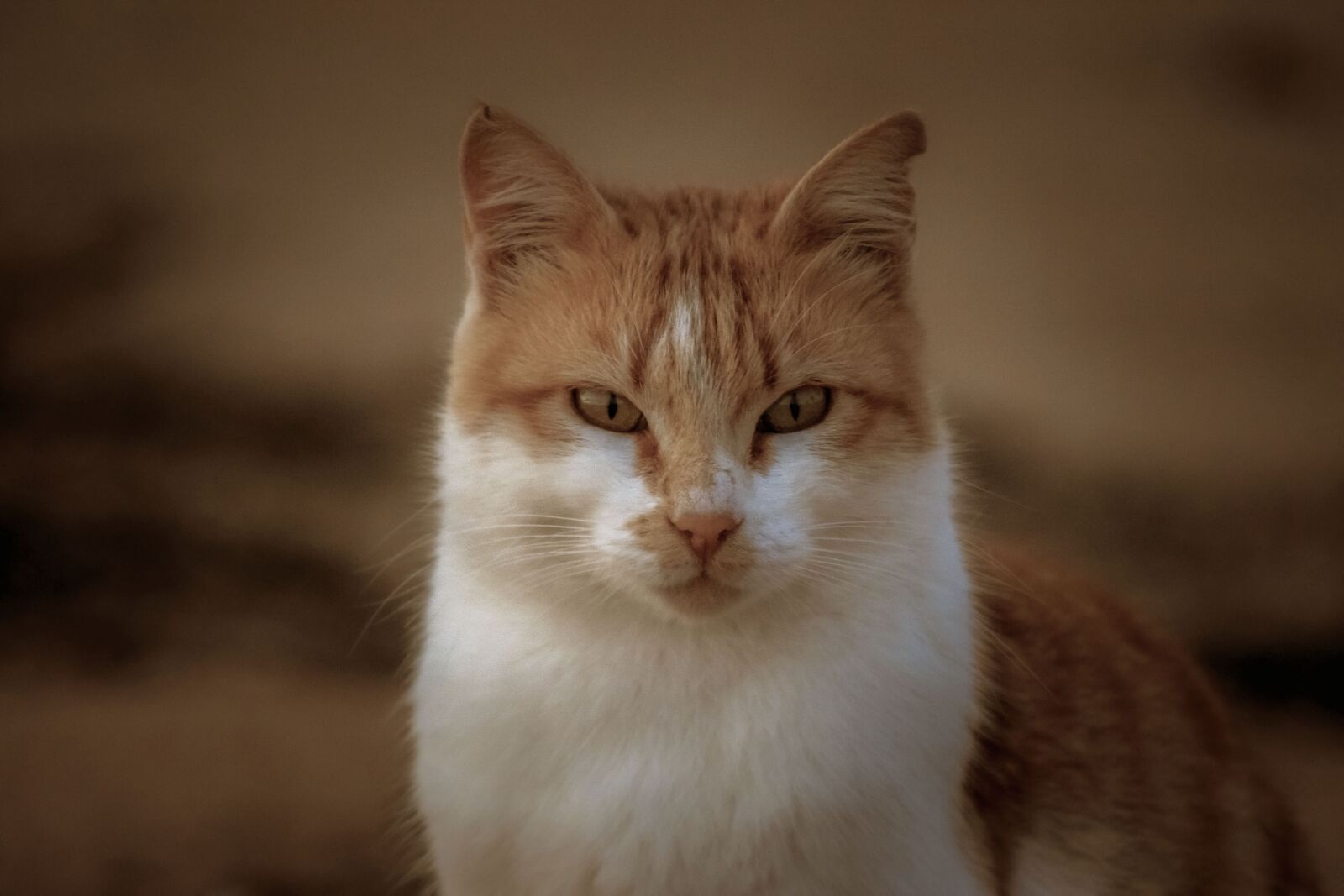 Nikon D3300 sample photo. Cat, stray, staring photography