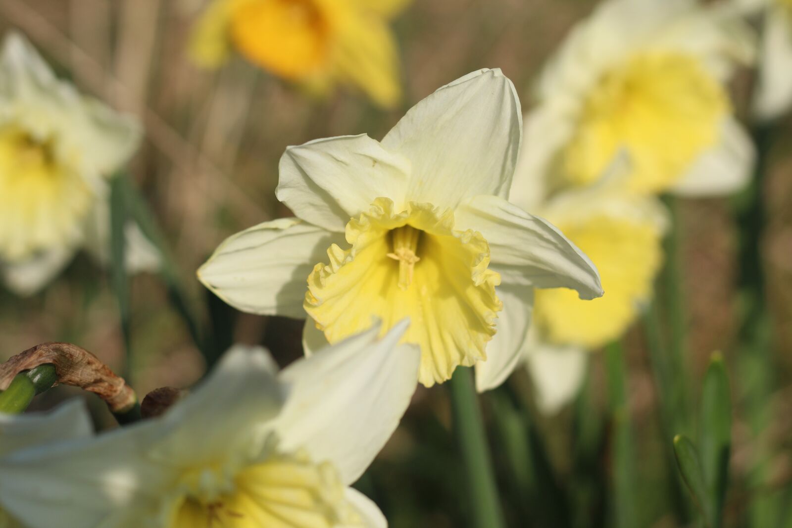 Canon EOS 1300D (EOS Rebel T6 / EOS Kiss X80) + Canon EF 50mm F1.8 STM sample photo. Daffodil, spring, spring flowers photography