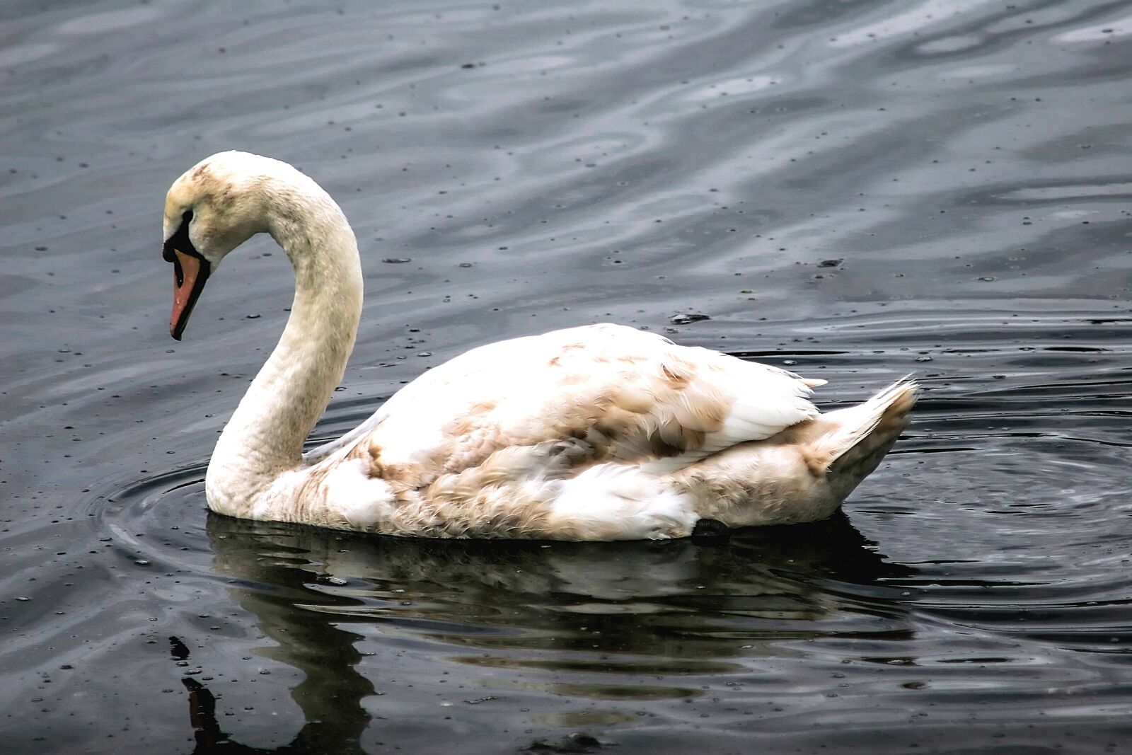 Canon EOS 20D sample photo. Swan, swimming, water photography