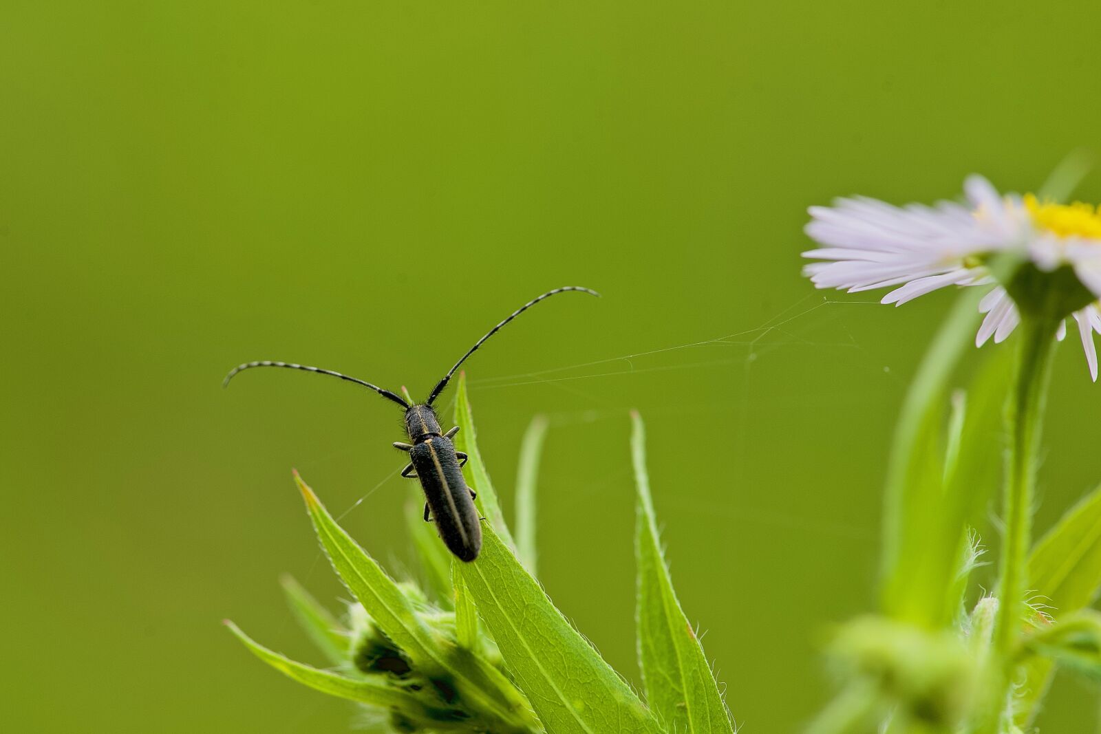 Nikon D750 sample photo. Capricorn, hooked, grass photography