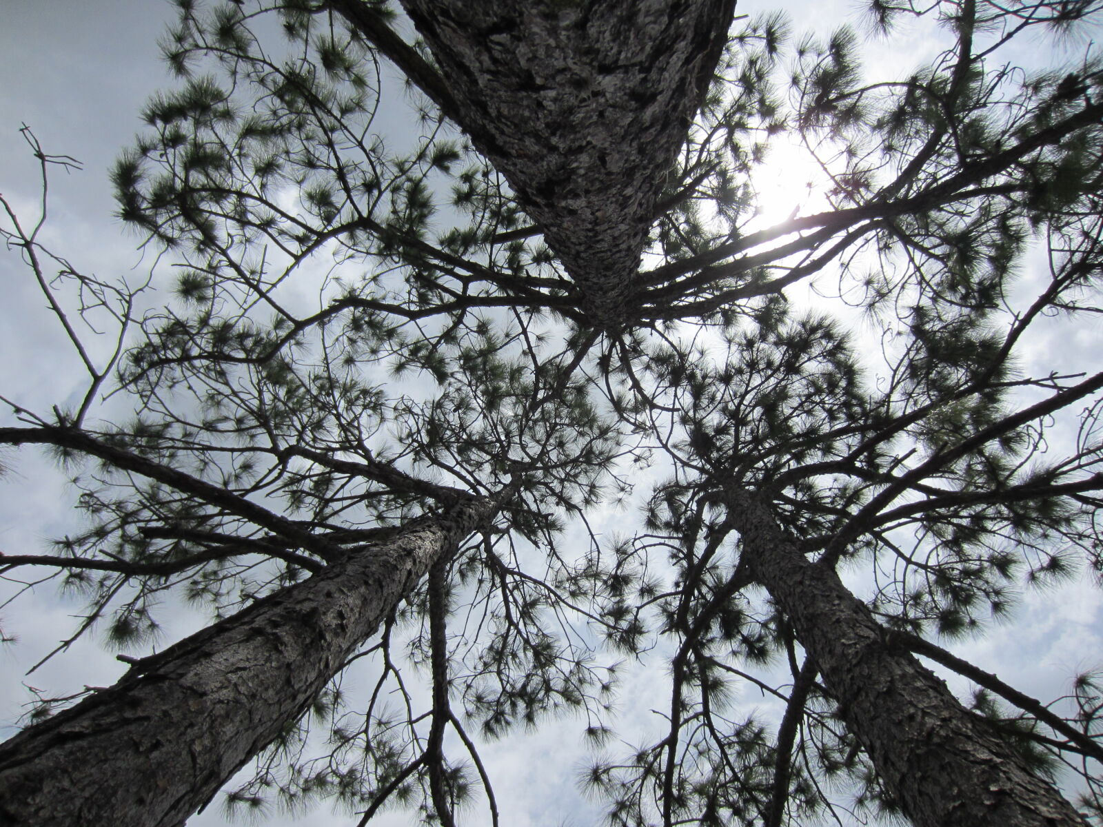 Canon PowerShot ELPH 300 HS (IXUS 220 HS / IXY 410F) sample photo. Albero, celo, green, sky photography