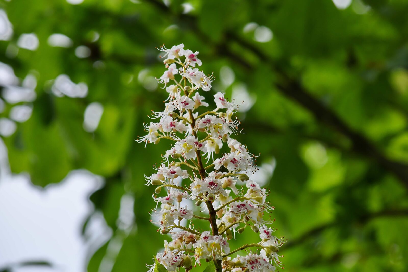 Nikon D5500 sample photo. Nature, tree, plant, herb photography