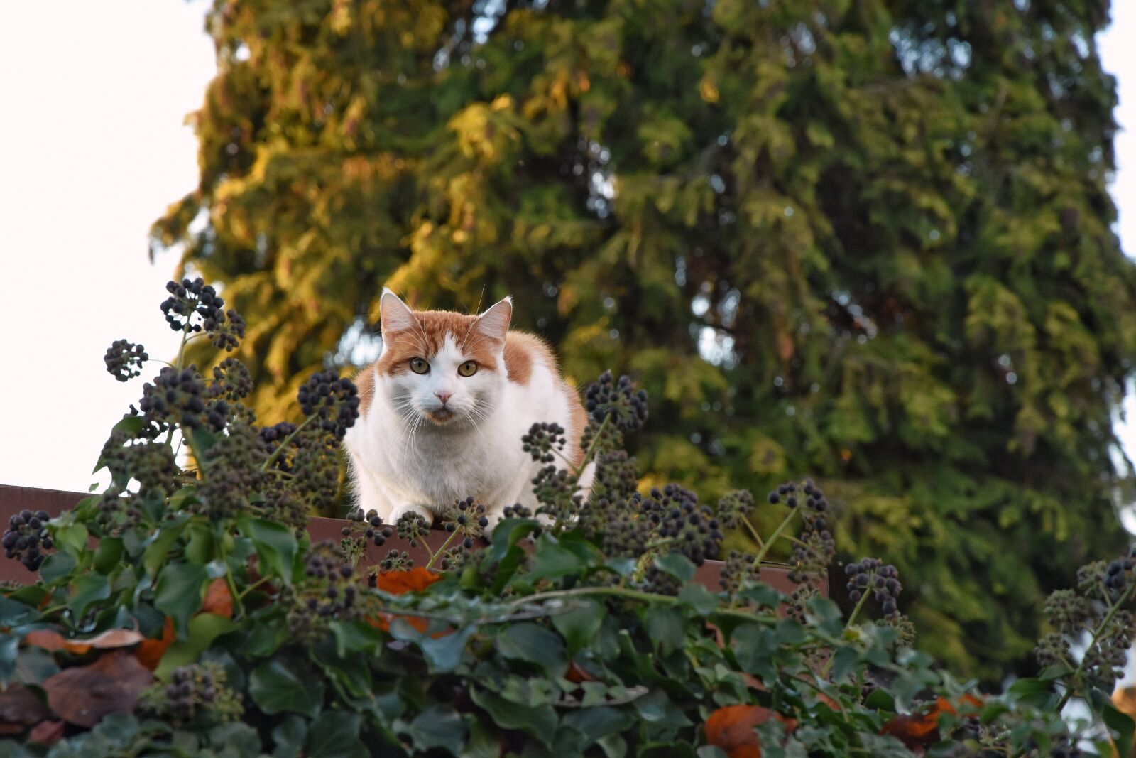 Nikon D7200 sample photo. Cat, watch, animal photography