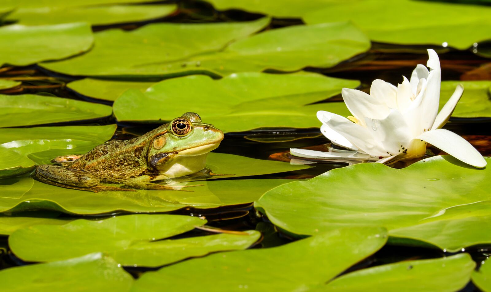 Fujifilm X-T10 + Fujifilm XC 50-230mm F4.5-6.7 OIS sample photo. Frog, water frog, frog photography