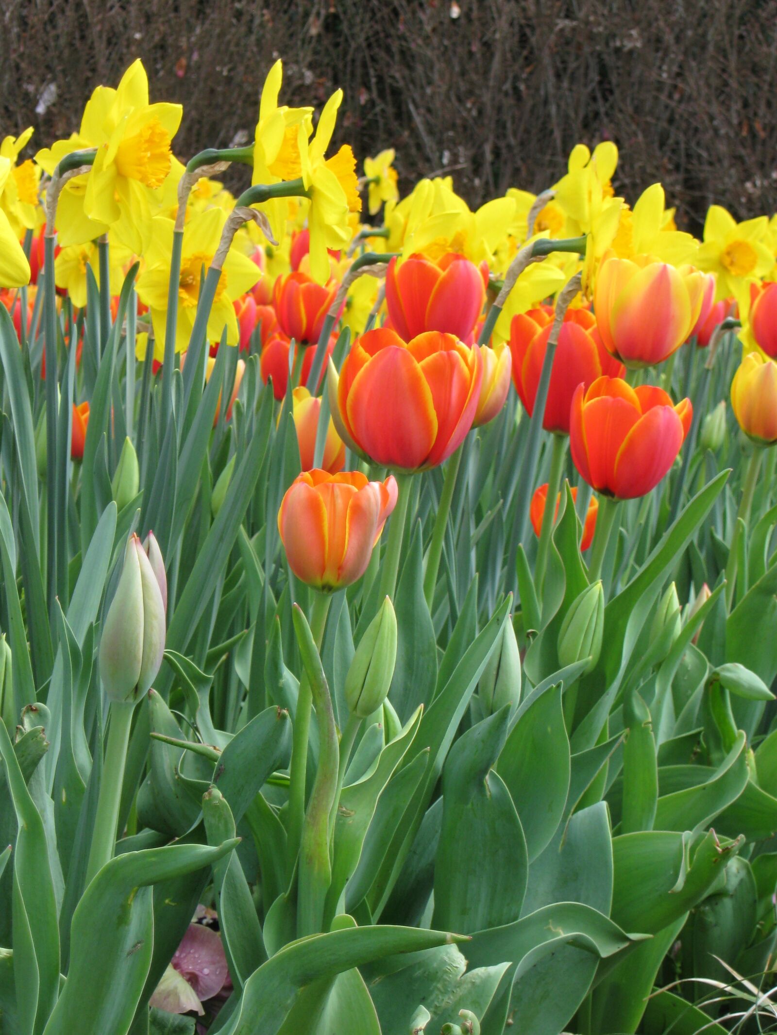 Canon PowerShot A590 IS sample photo. Flowers, tulips, spring photography
