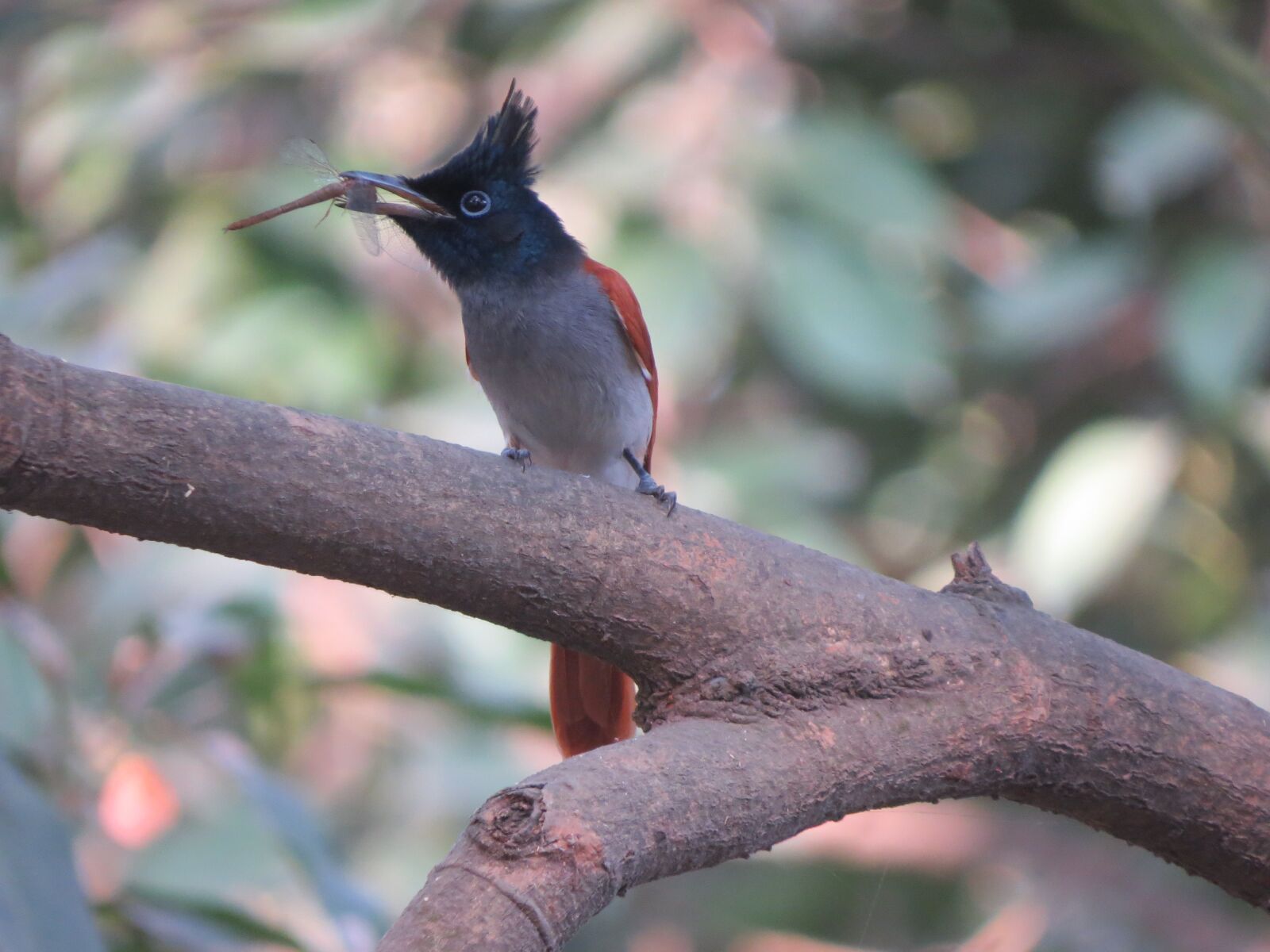 Canon PowerShot SX50 HS sample photo. Bird, nature, animal photography