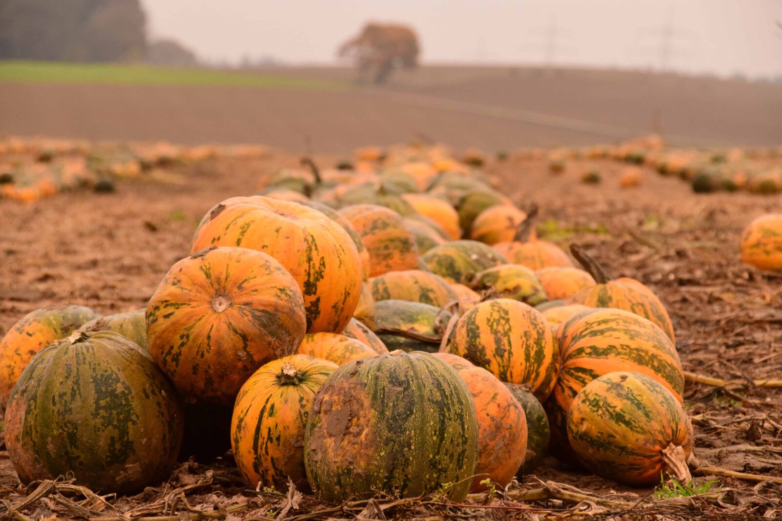 Nikon D3300 sample photo. Agriculture, pumpkin, vegetable, food photography