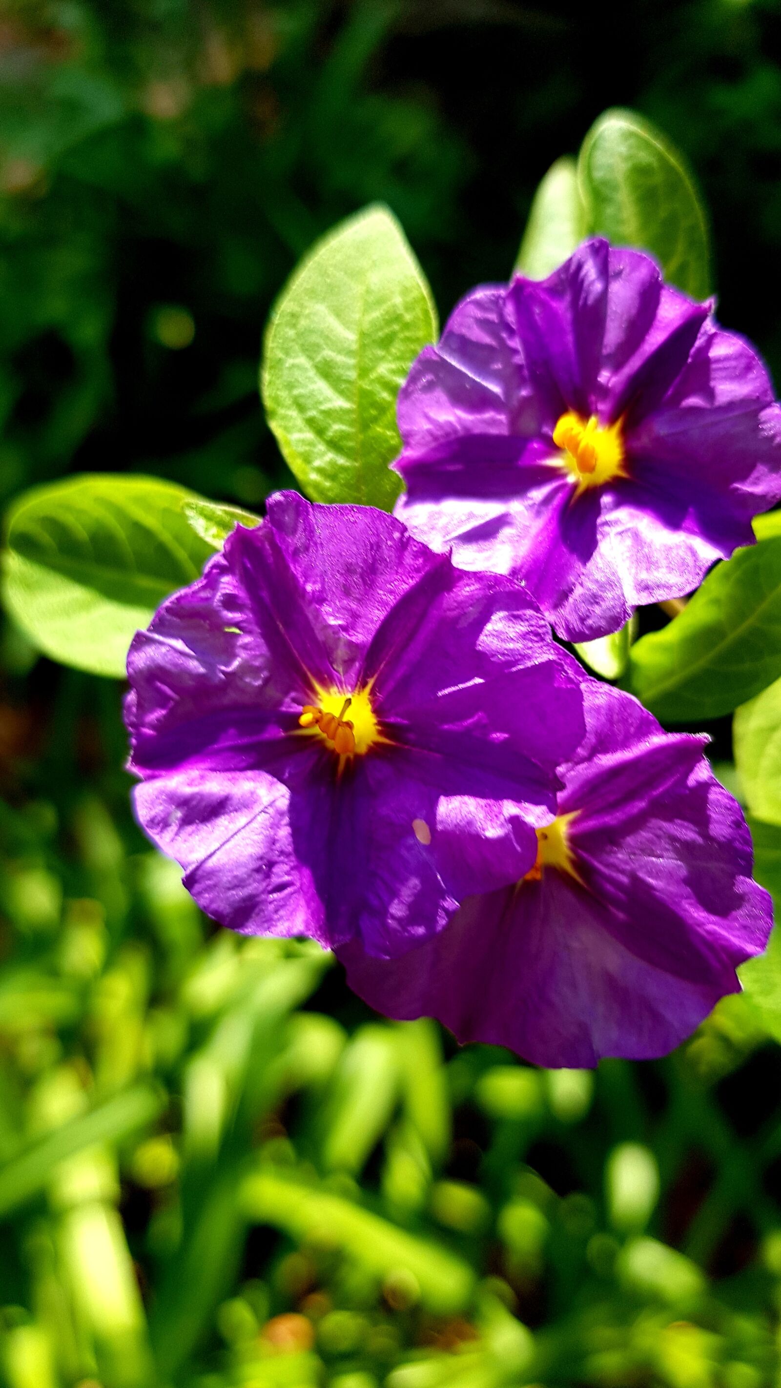 Samsung Galaxy S8 sample photo. Flower, purple, italian photography