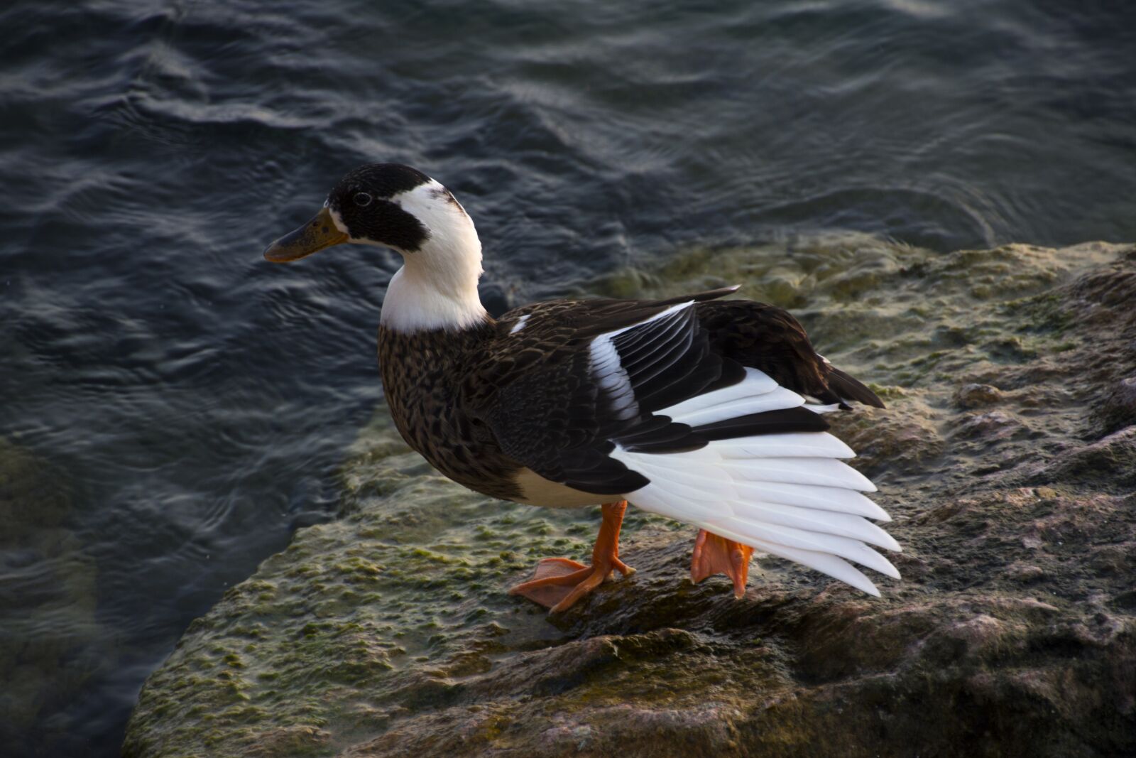 Canon EOS 60D sample photo. Italy, duck, nature photography