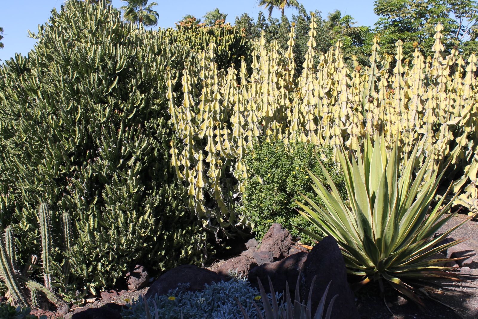 Canon EOS 1100D (EOS Rebel T3 / EOS Kiss X50) sample photo. Cactus, desert, landscape photography
