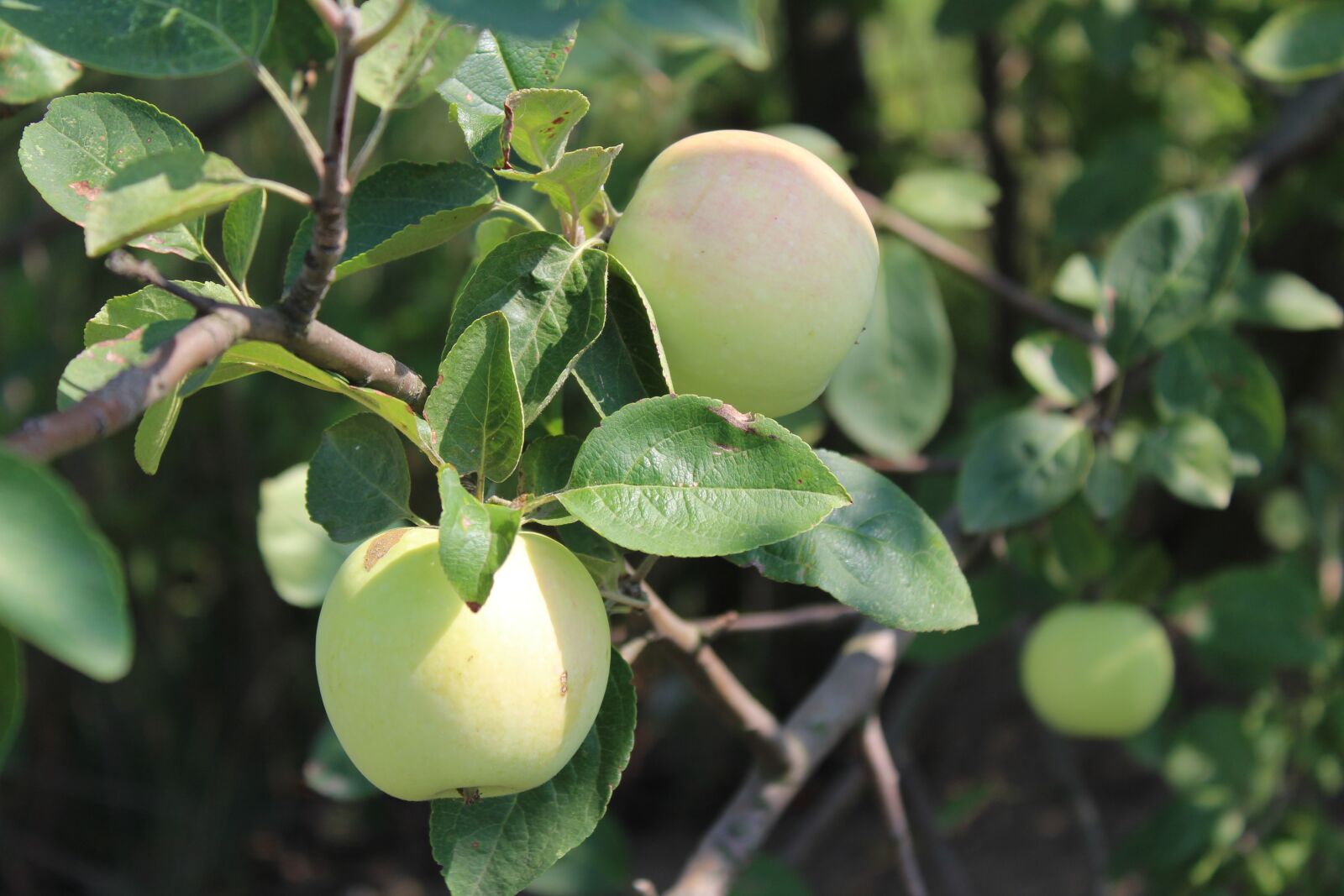 Canon EOS 1300D (EOS Rebel T6 / EOS Kiss X80) sample photo. Fruit, apple, nature photography
