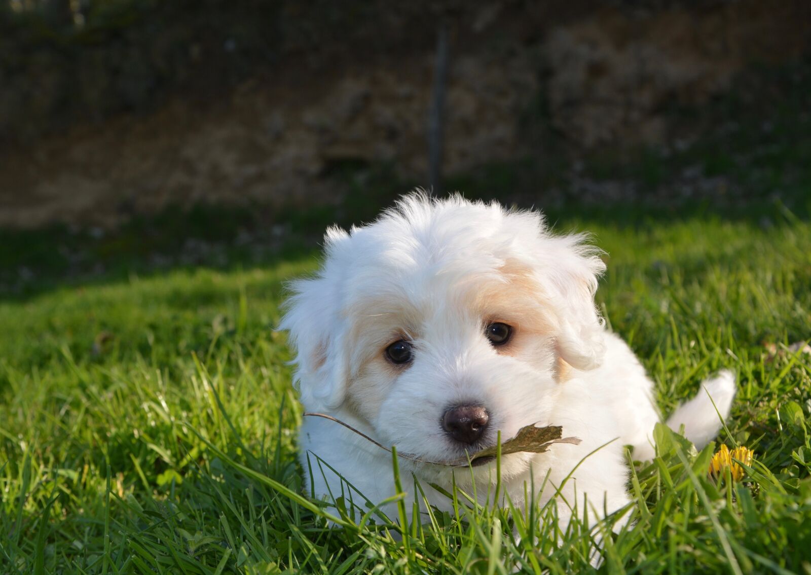 Nikon D5200 sample photo. Dog, puppy, animal photography