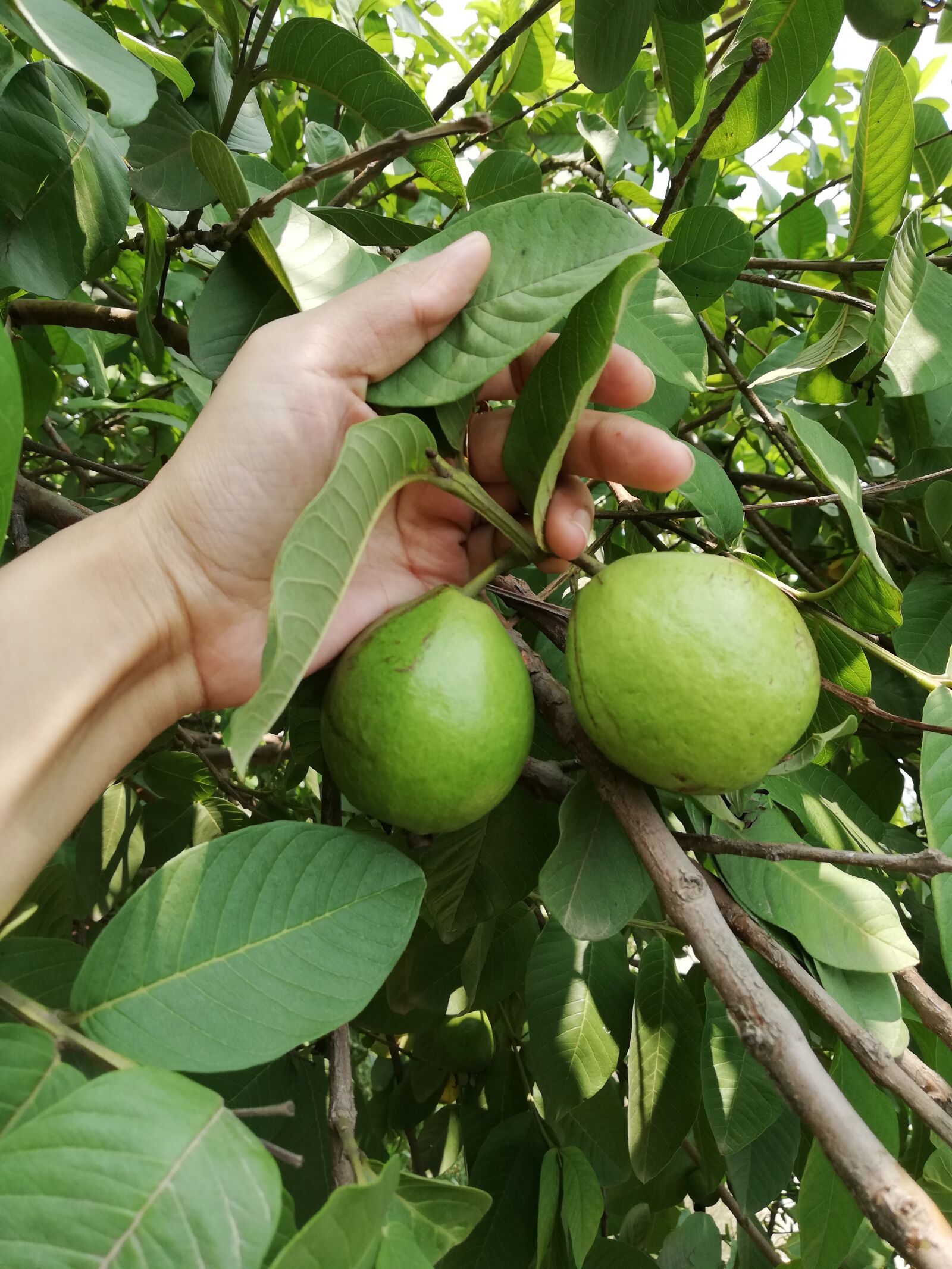 HUAWEI RNE-L21 sample photo