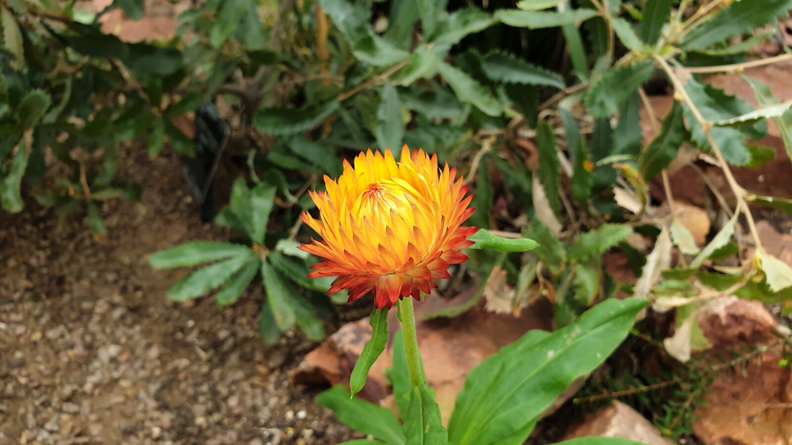 Samsung SM-G965F sample photo. Flower, fauna, nature tags photography