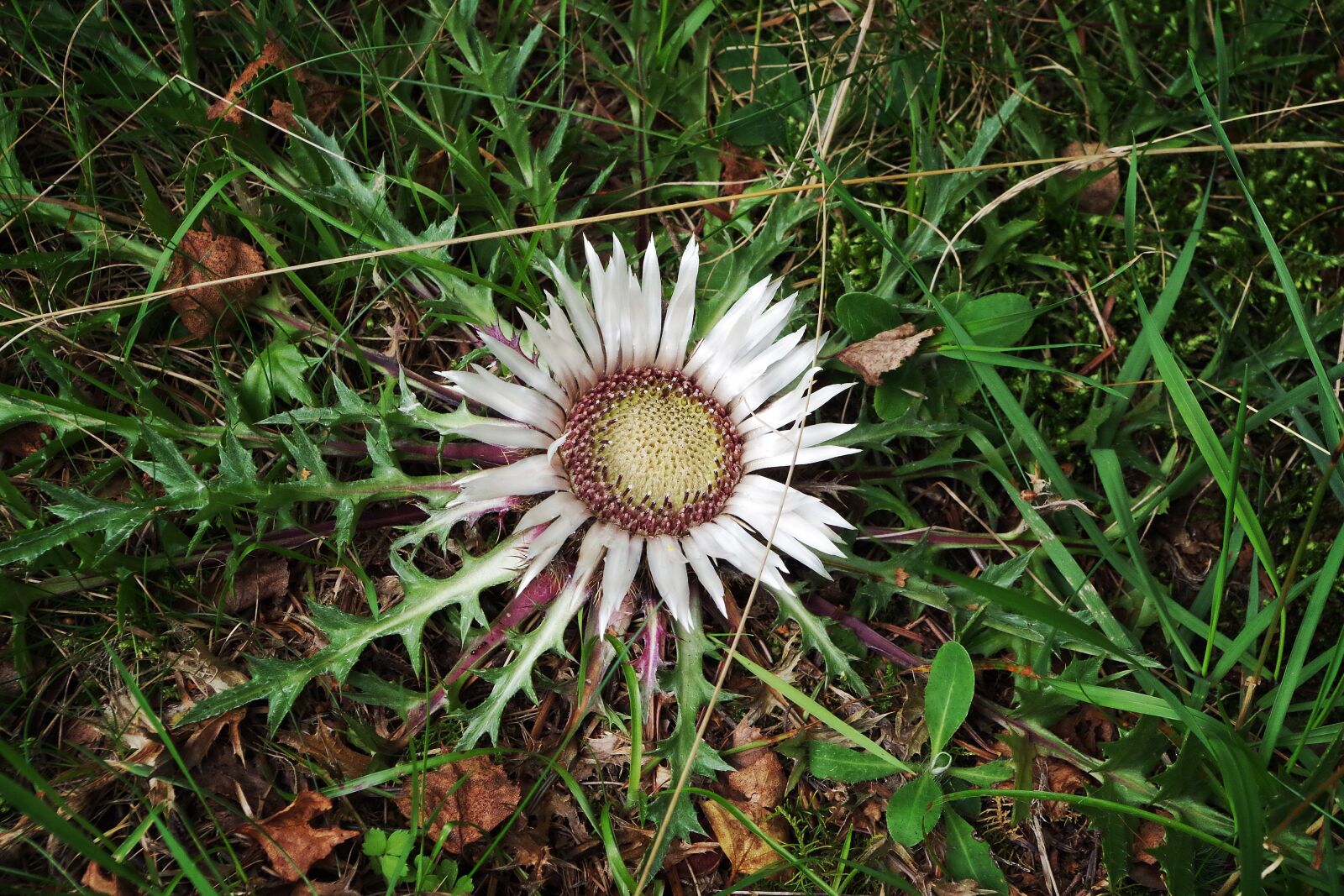 Pentax K-30 sample photo. Stemless carline thistle, flower photography