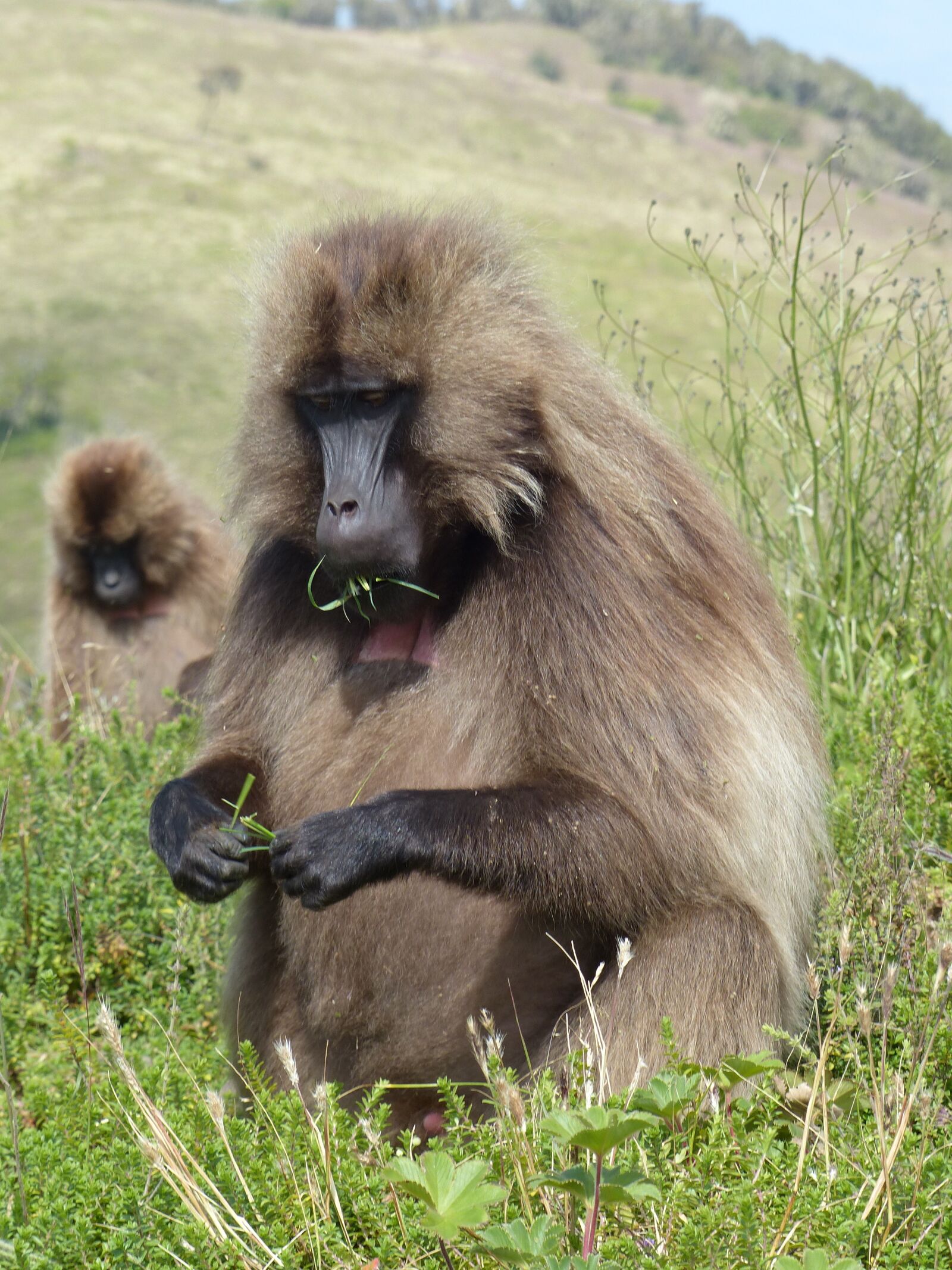 Panasonic Lumix DMC-FZ200 sample photo. Ethiopia, africa, national park photography