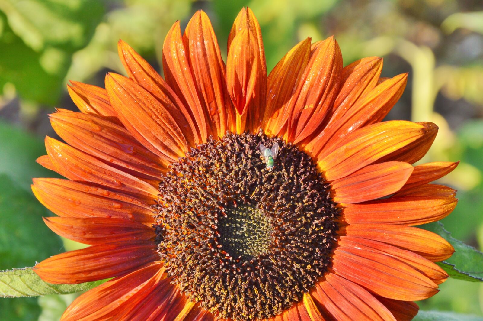 Nikon D3200 sample photo. Sunflower, fly, plant photography