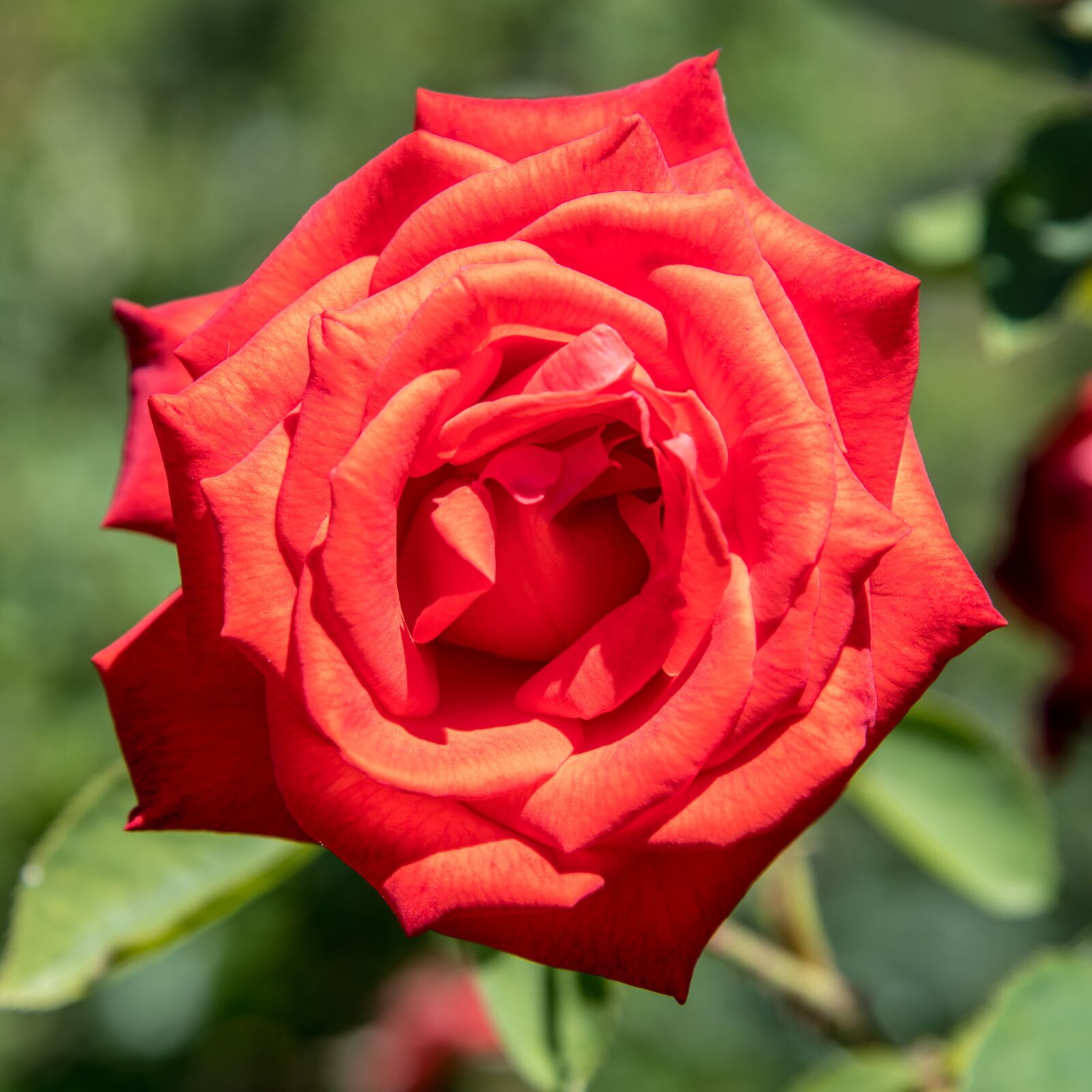 Nikon D850 sample photo. Rose, flower, shrub photography