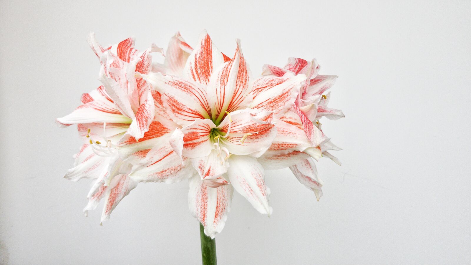 Samsung Galaxy S8+ sample photo. Hippeastrum, flower, bloom photography